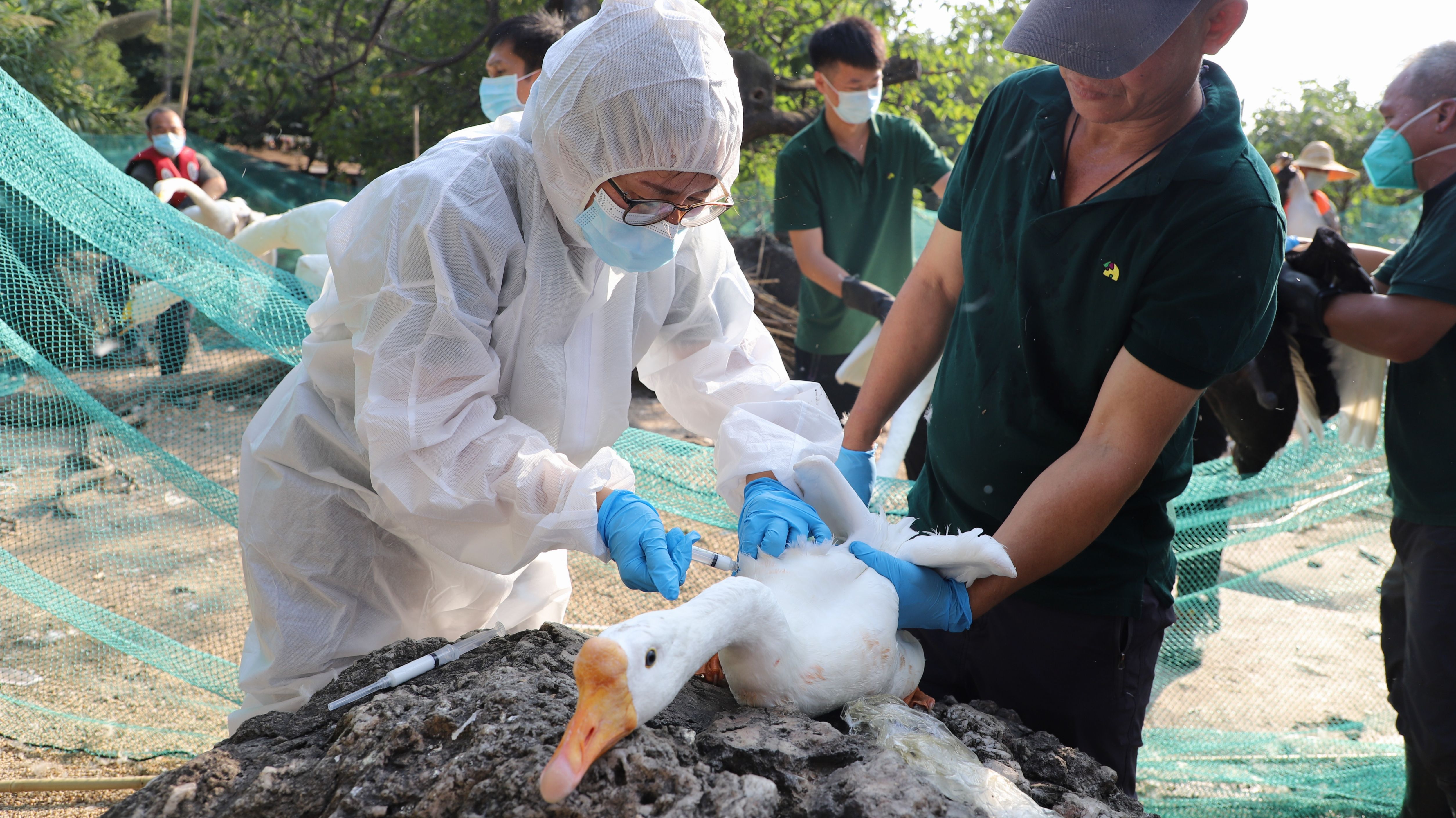 工作人員為禽鳥注射疫苗。劉盈華攝