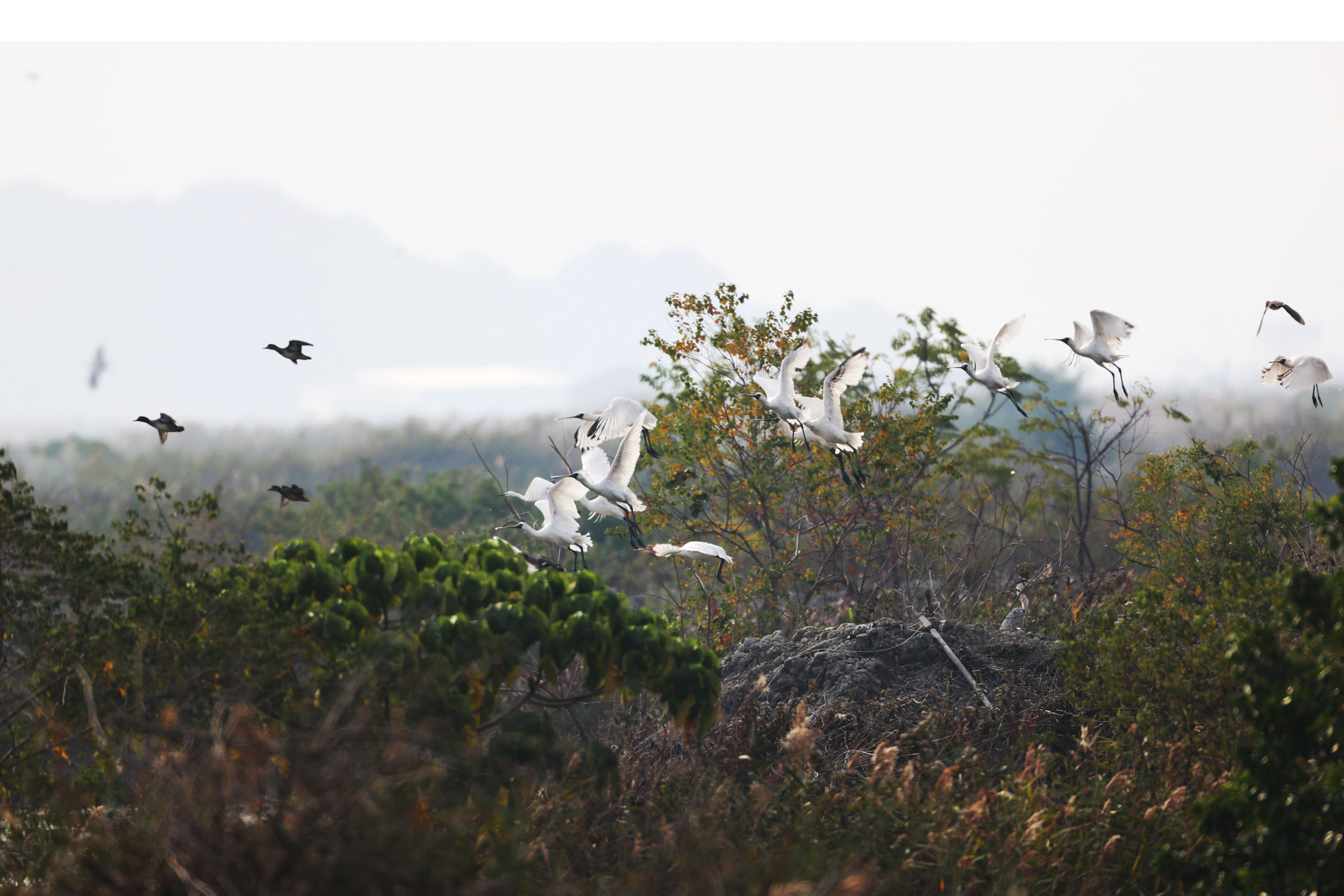 黑脸琵鹭展翅飞翔。广东省林业局供图