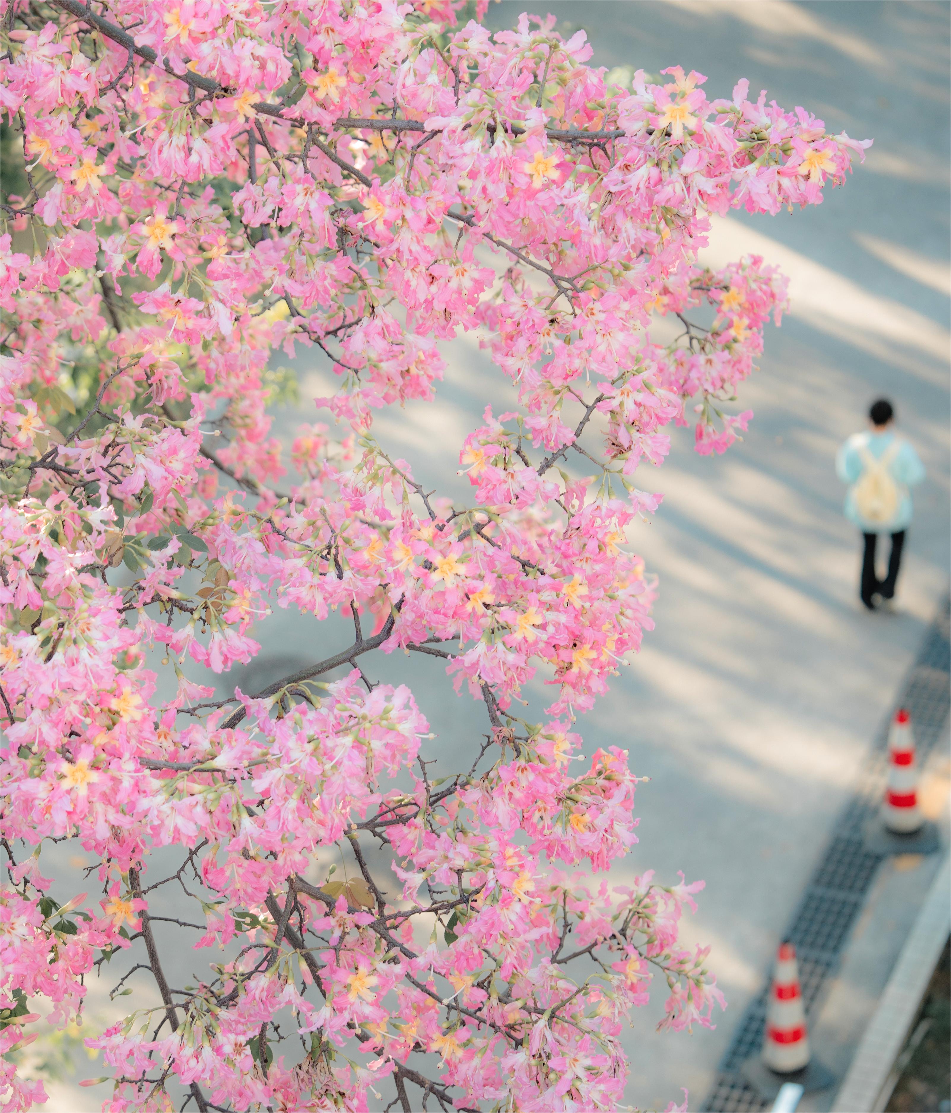 “粉色夢境”異木棉，在華南理工大學校園內綻放。劉淑瑩攝