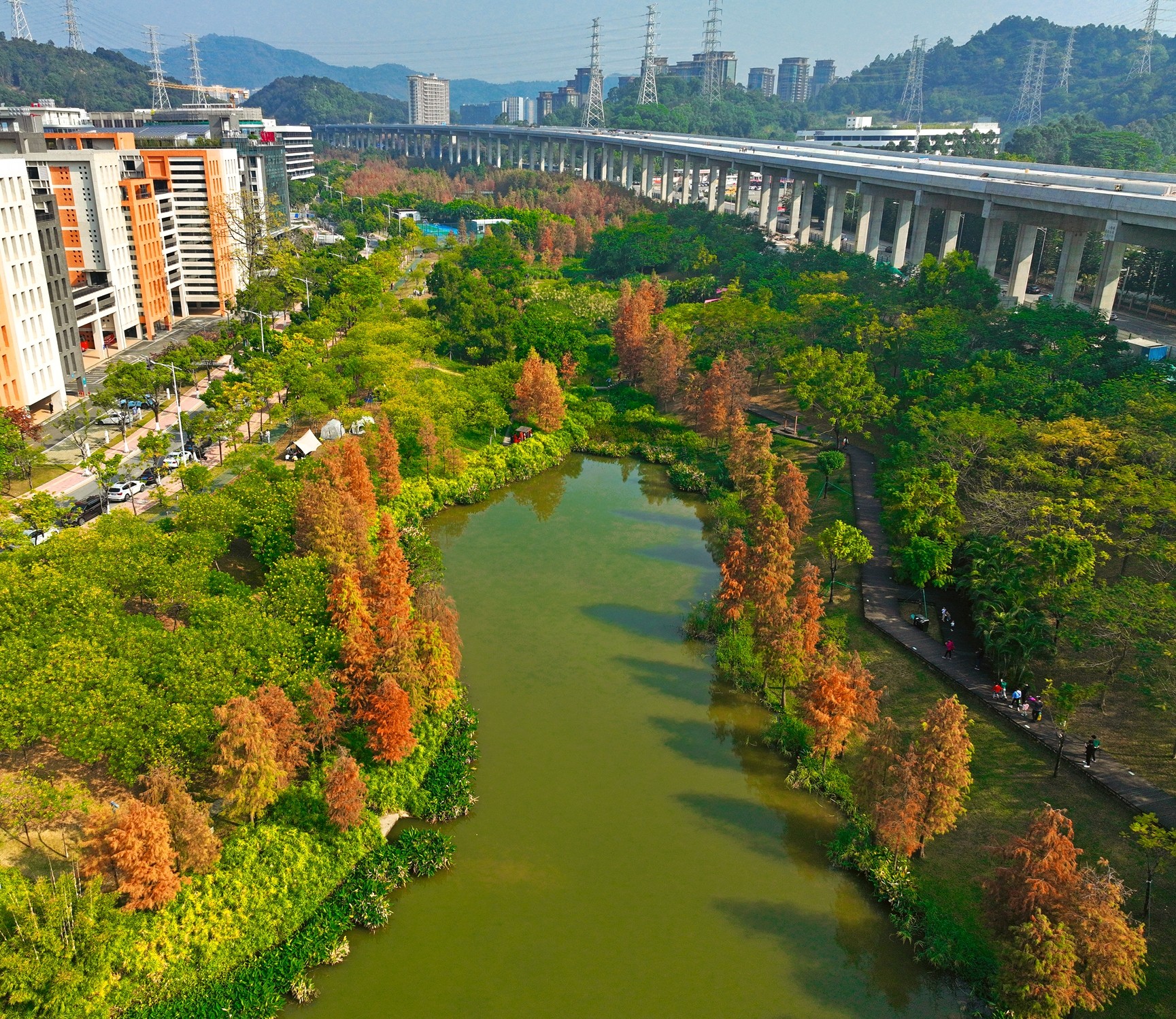 天河湿地公园。游客在杉林中穿梭、游玩。何小茹摄