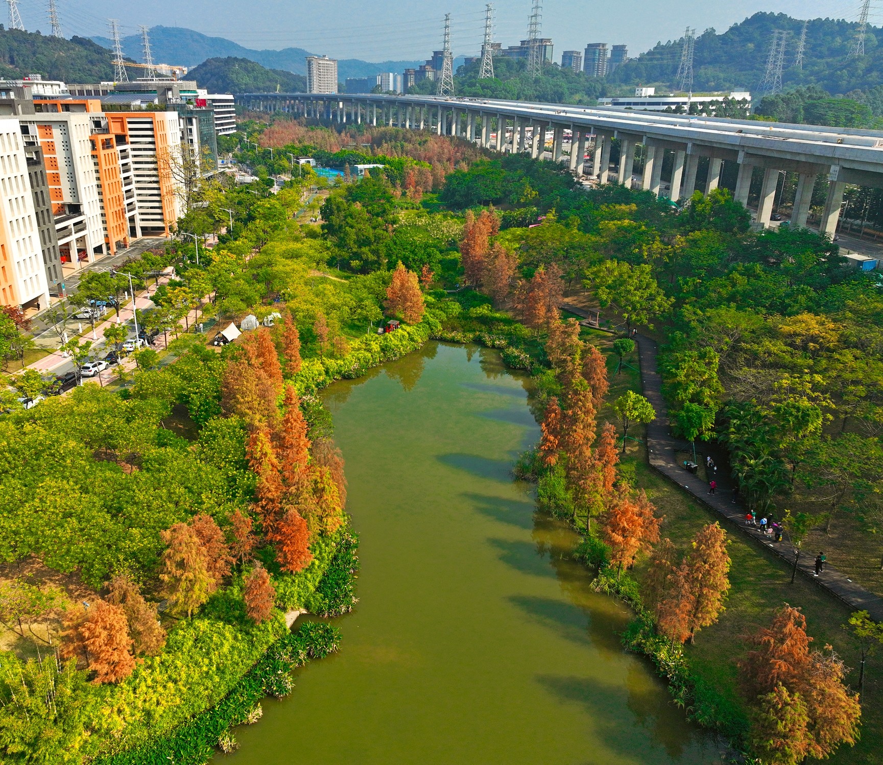 天河濕地公園。游客在杉林中穿梭、游玩。何小茹攝