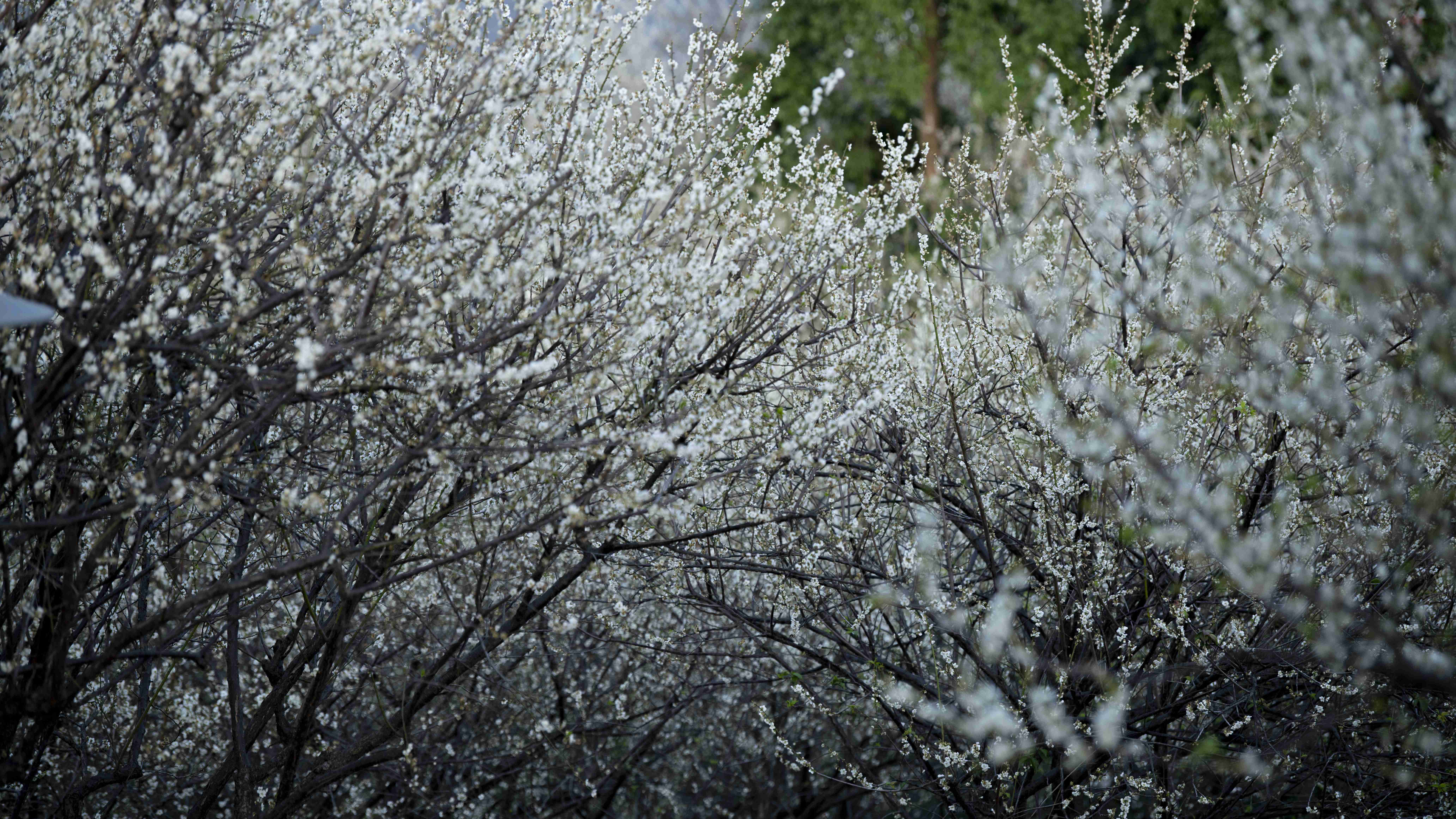 蘿崗香雪公園，白茫茫一片的梅花，宛如雪花落在樹上，銀裝素裹。丘金華攝