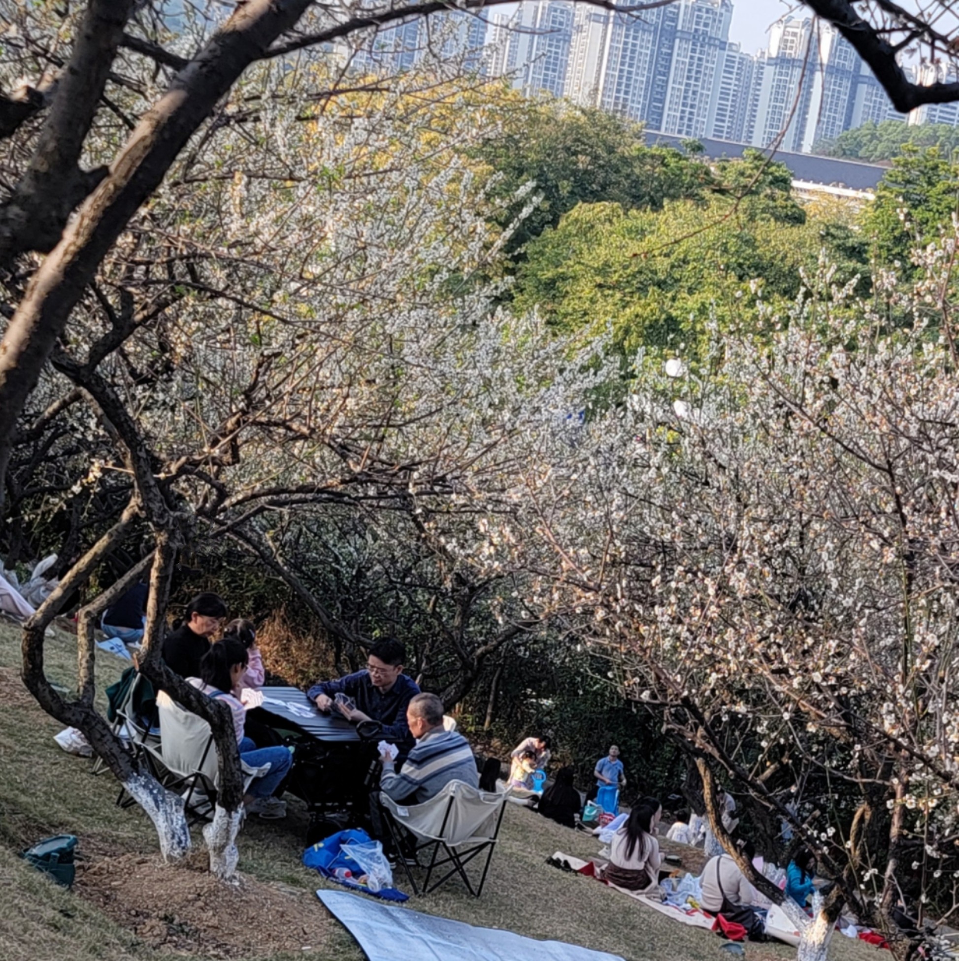 蘿崗香雪公園內，市民坐在一片梅花中，享受美好的休閑時光。人民網 寧玉瑛攝