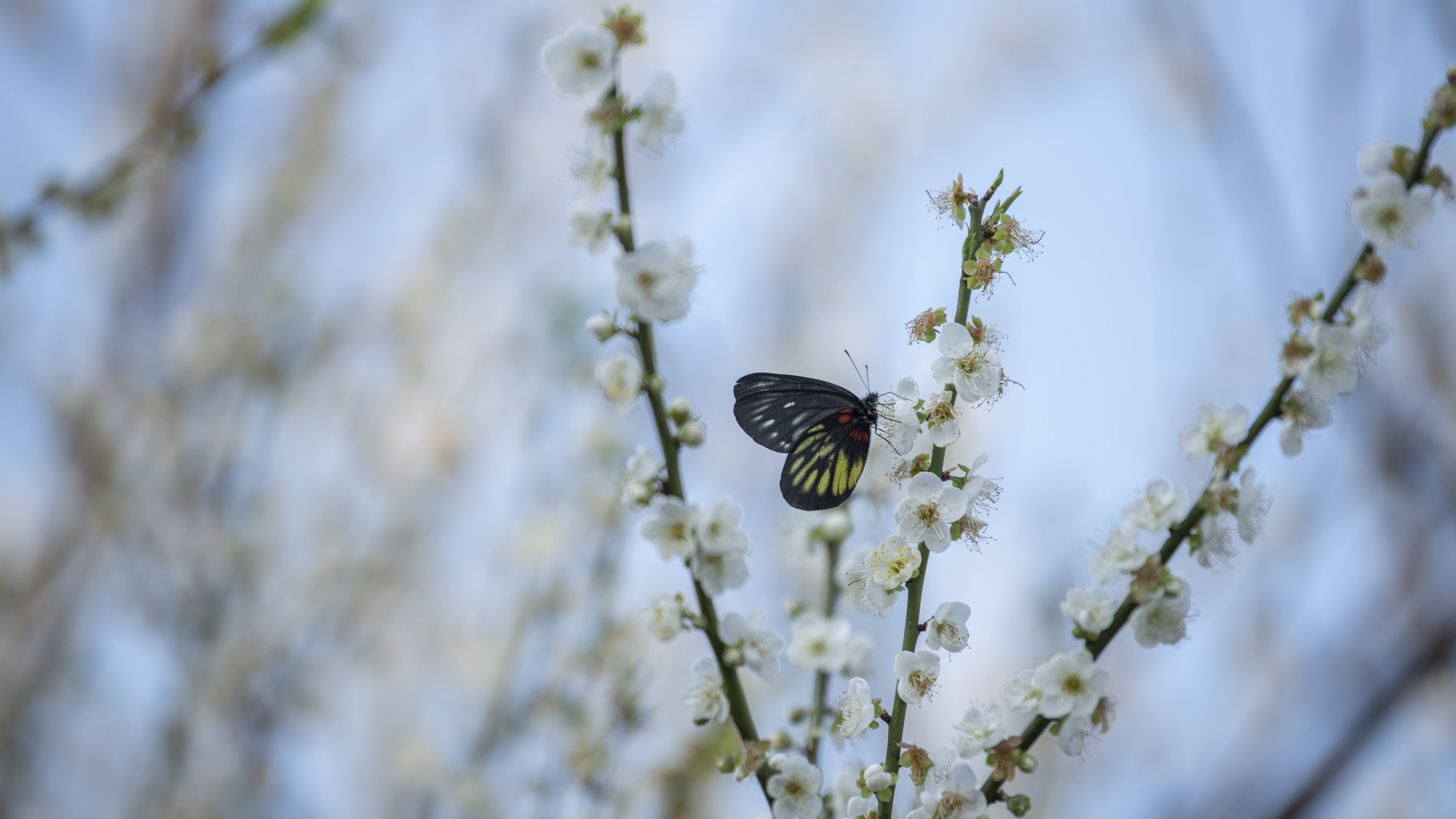 蘿崗香雪公園，清香遠溢的梅花吸引蝴蝶駐足。丘金華攝
