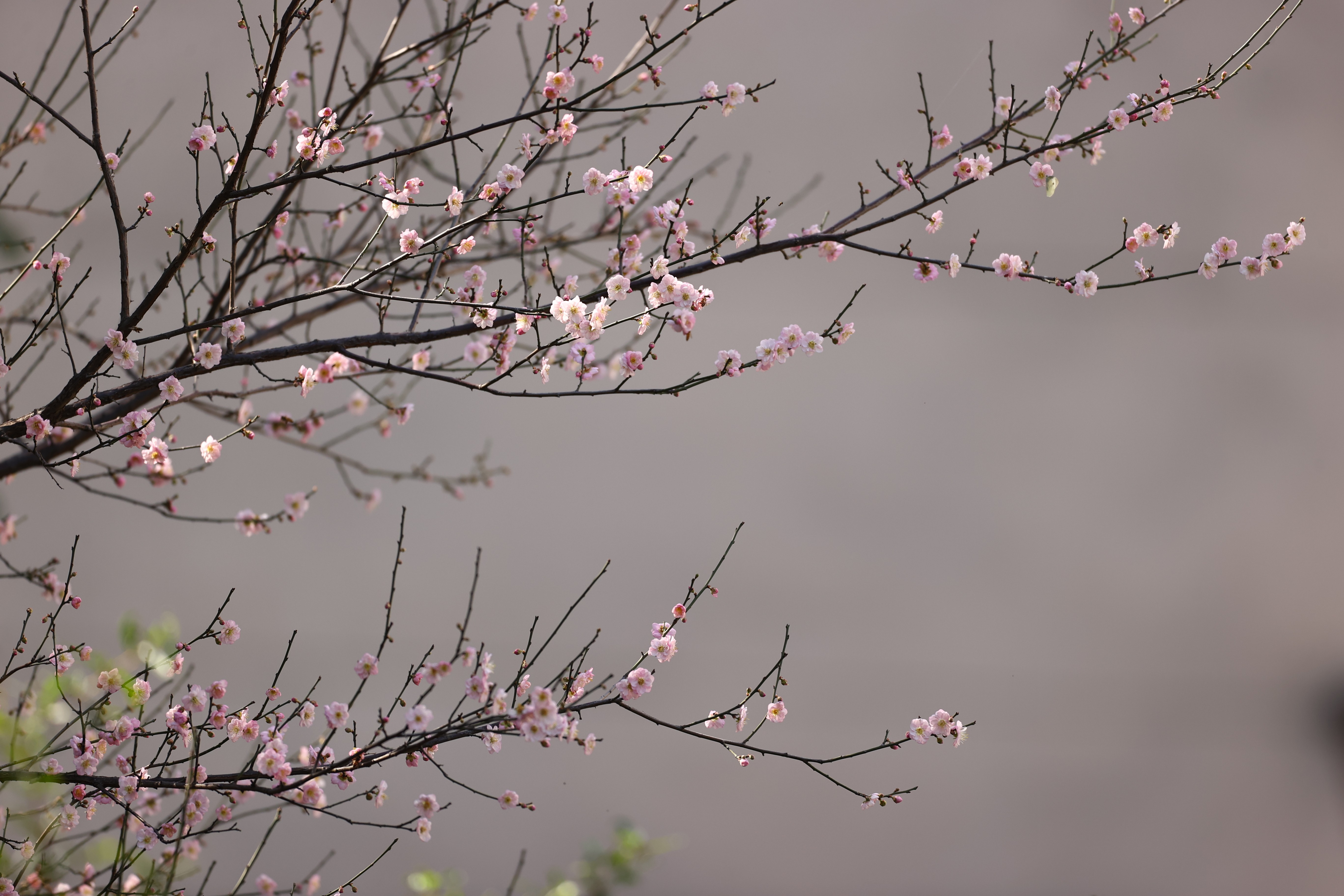 梅花村街道，粉色的梅花開出了一幅“水墨畫”。孫偉生攝