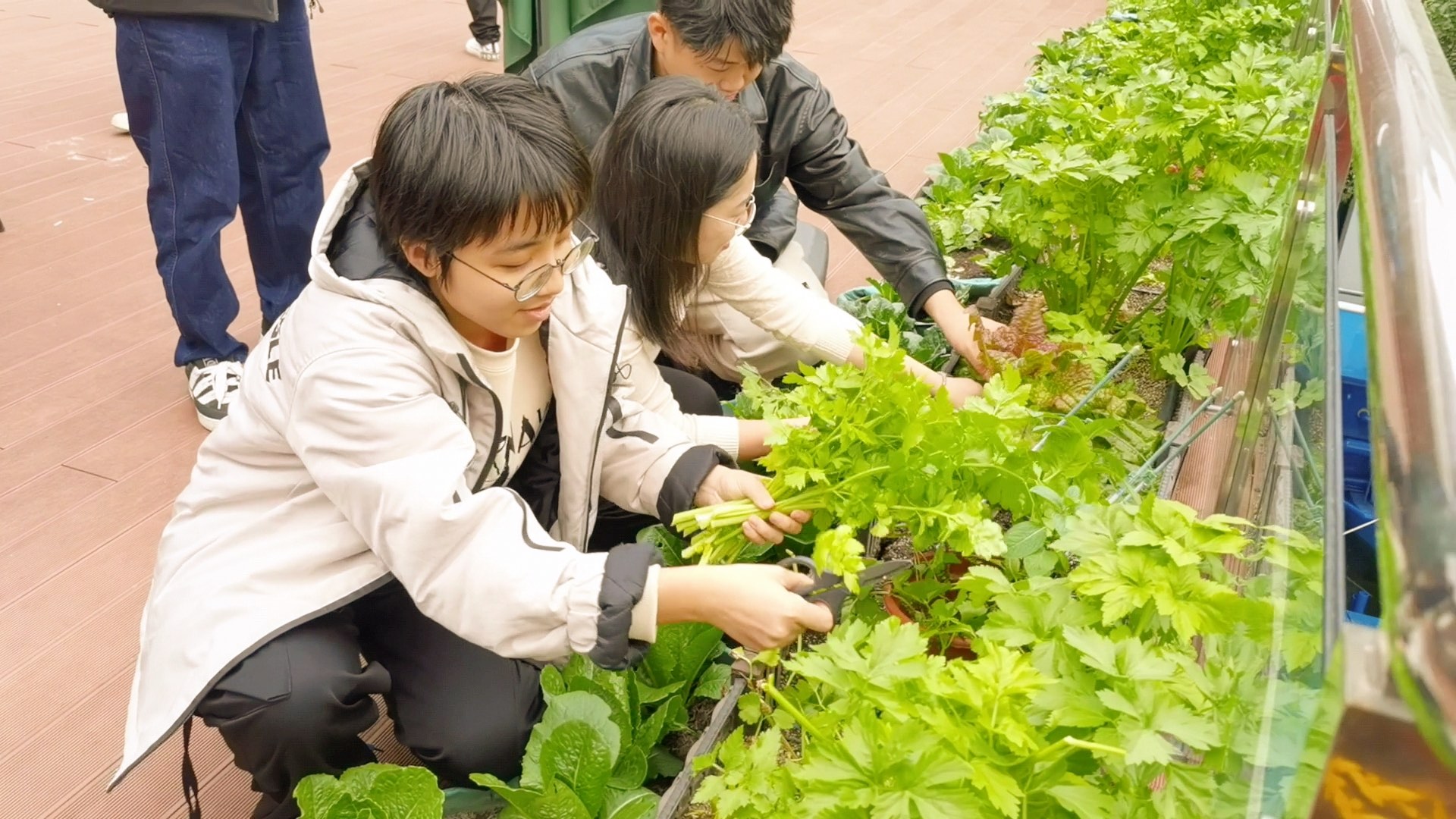 企业、学生代表体验摘菜。活动主办方供图