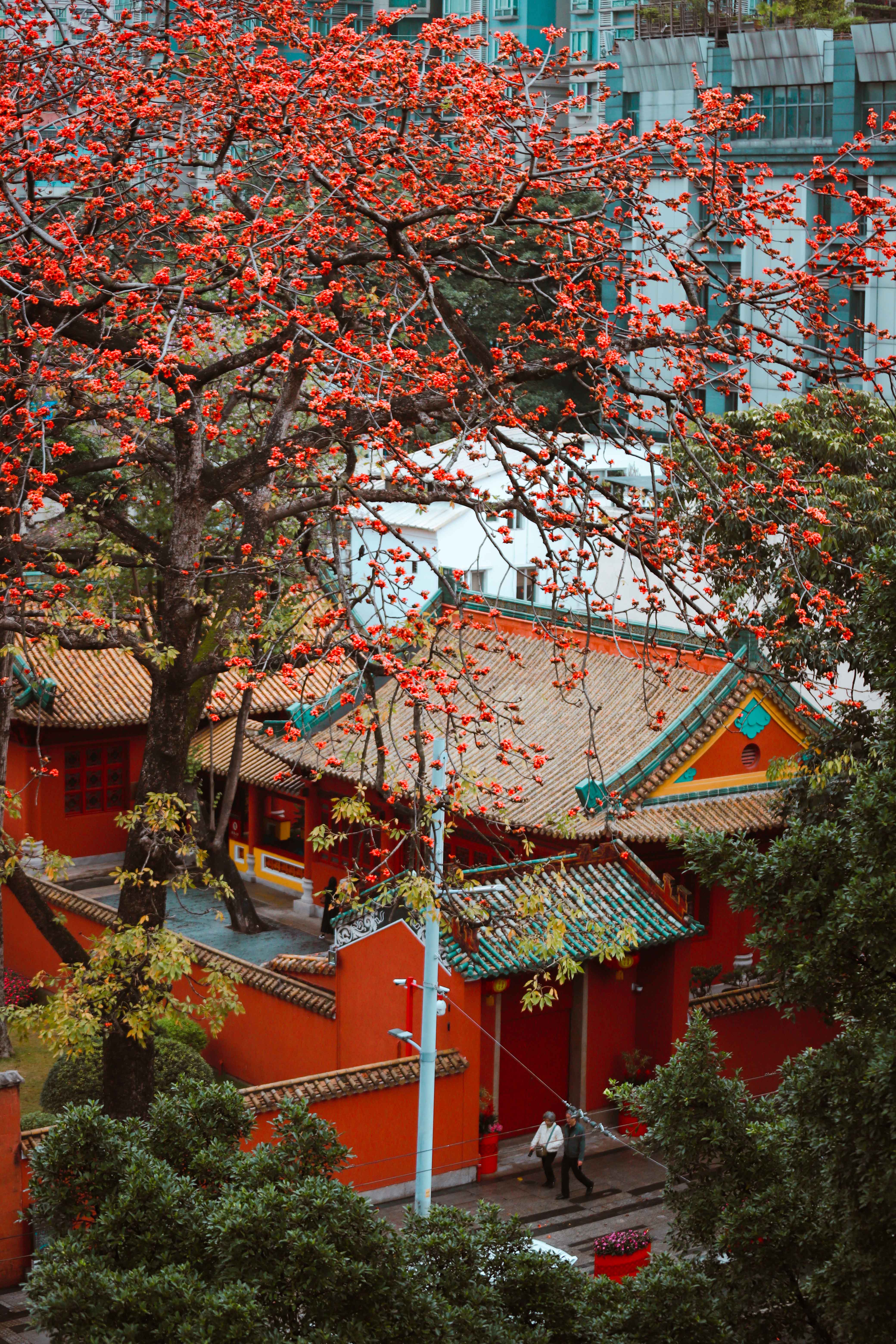 在广州农讲所纪念馆附近，这片红墙金瓦的古老建筑群中，木棉花开得如火如荼。杨文涛摄