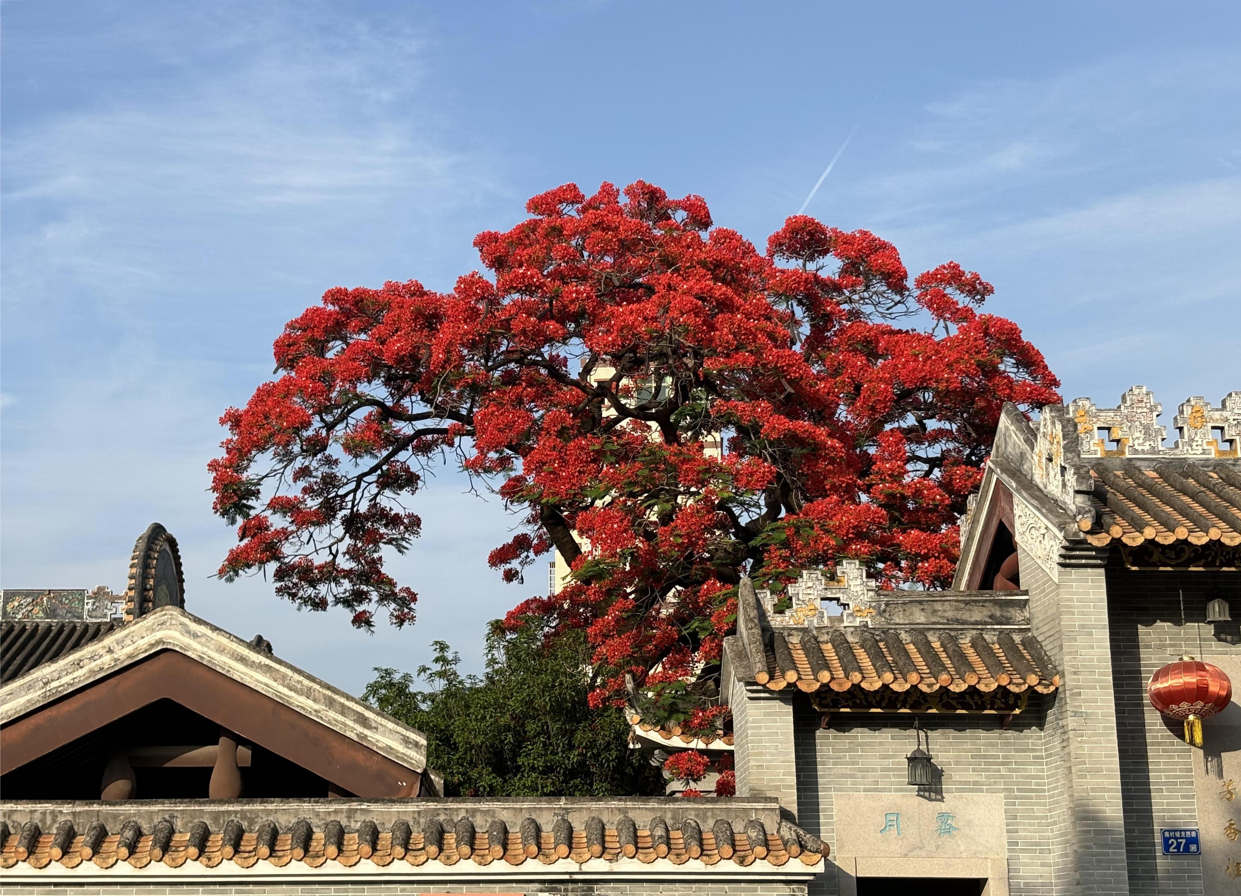 凤凰花耀眼的红，在岭南古建筑中格外抢眼。何善福摄