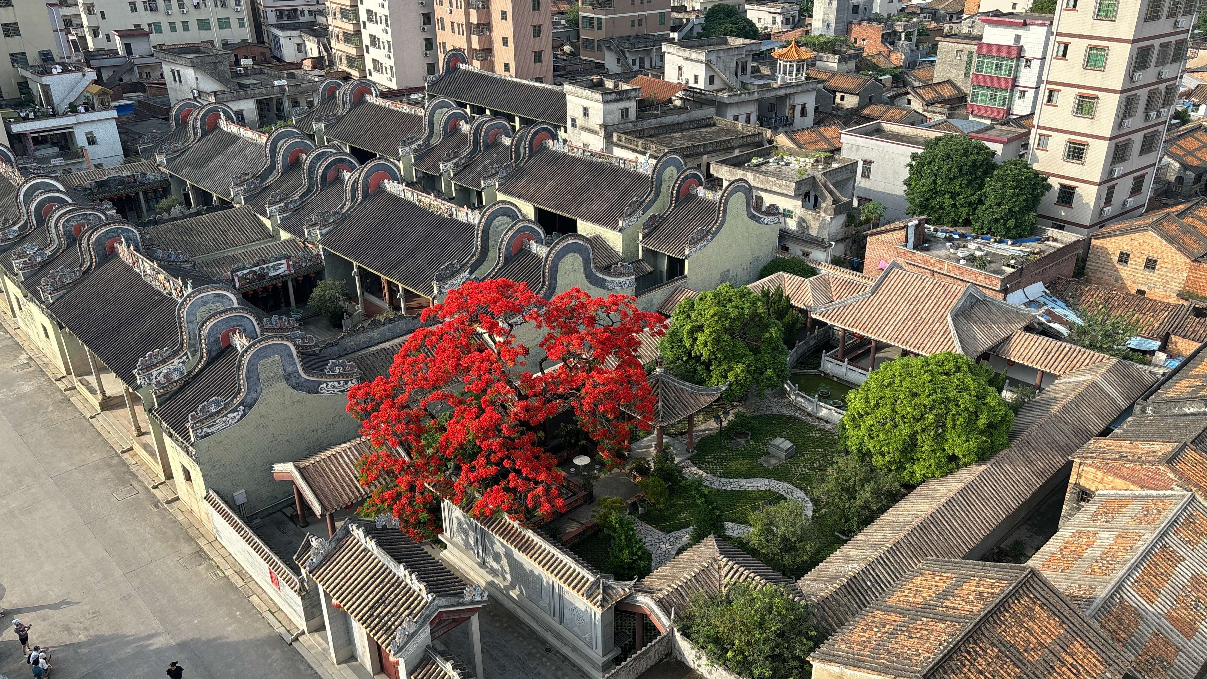 嶺南建筑與鳳凰花絕美邂逅。何善福攝