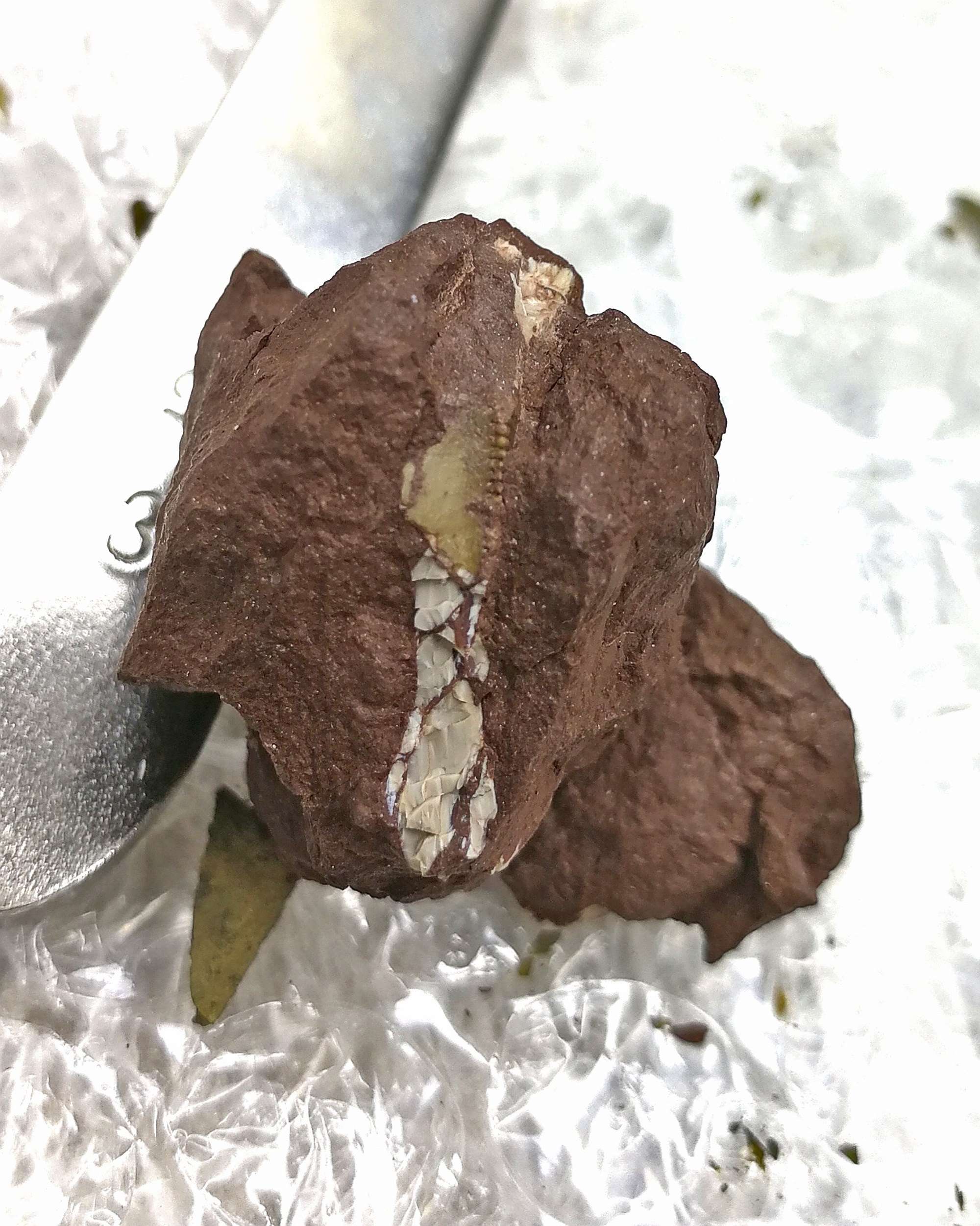 廣州的暴龍超科牙齒化石清修前狀態。曾強 攝