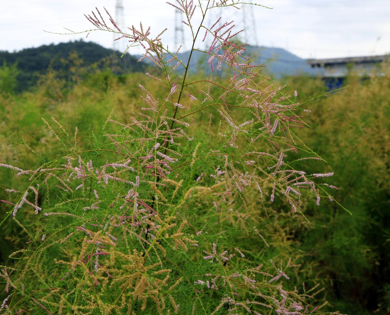 盛花期的金滩柽柳.。冯建奎摄