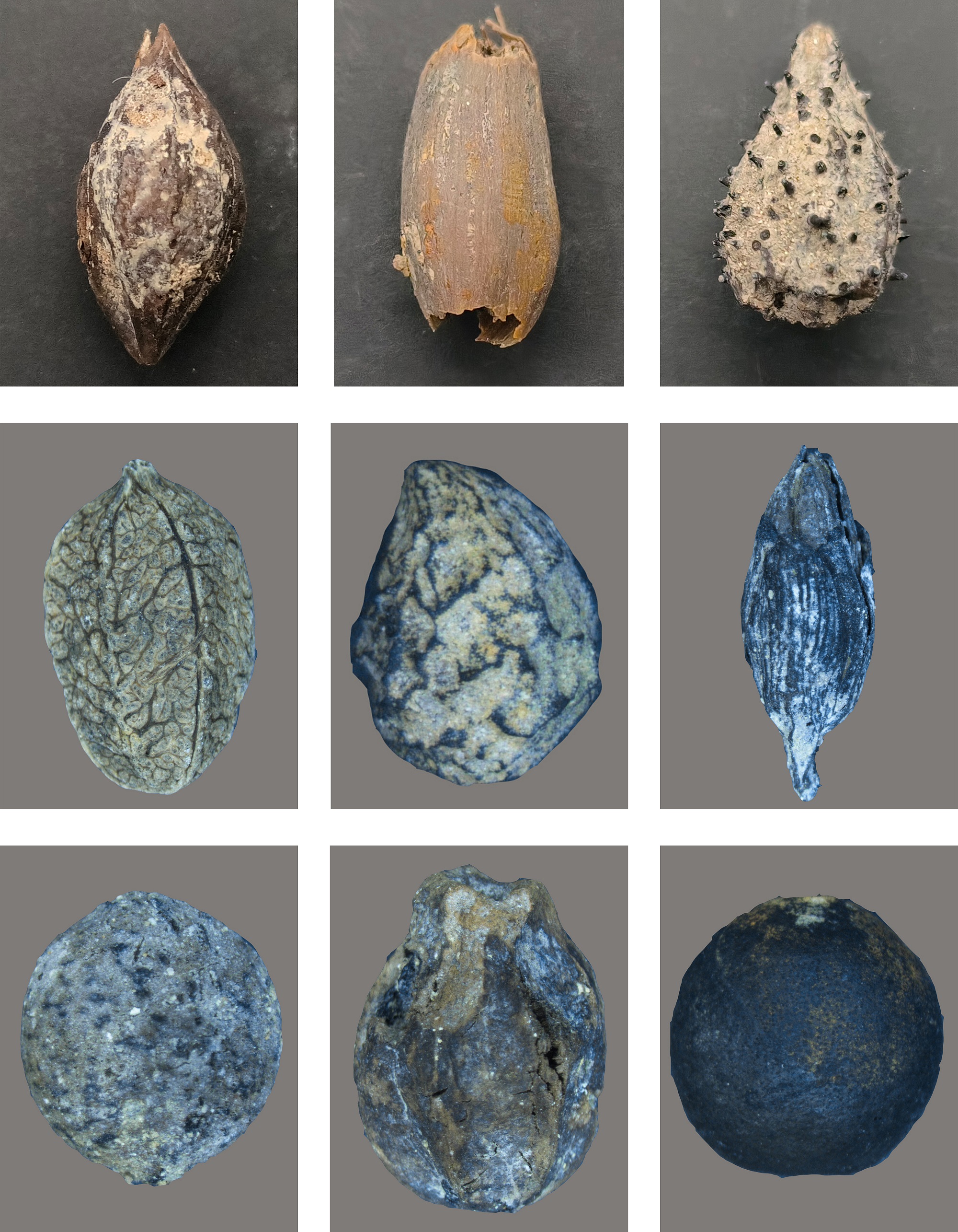 新石器时代出土植物遗存。广东省文物考古研究院供图