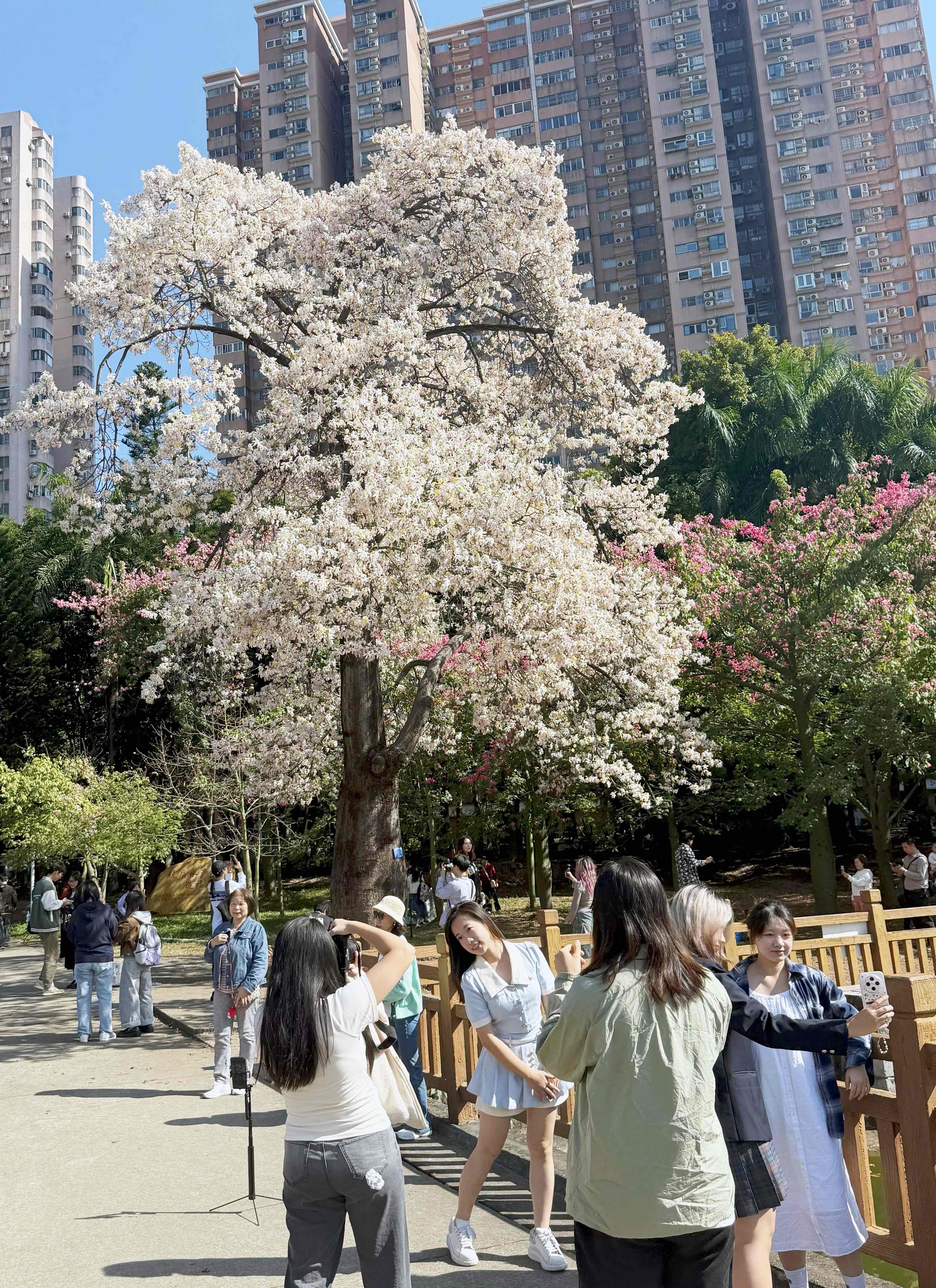 盛放的白色異木棉吸引了眾多市民游客拍照打卡。人民網 何善福攝 