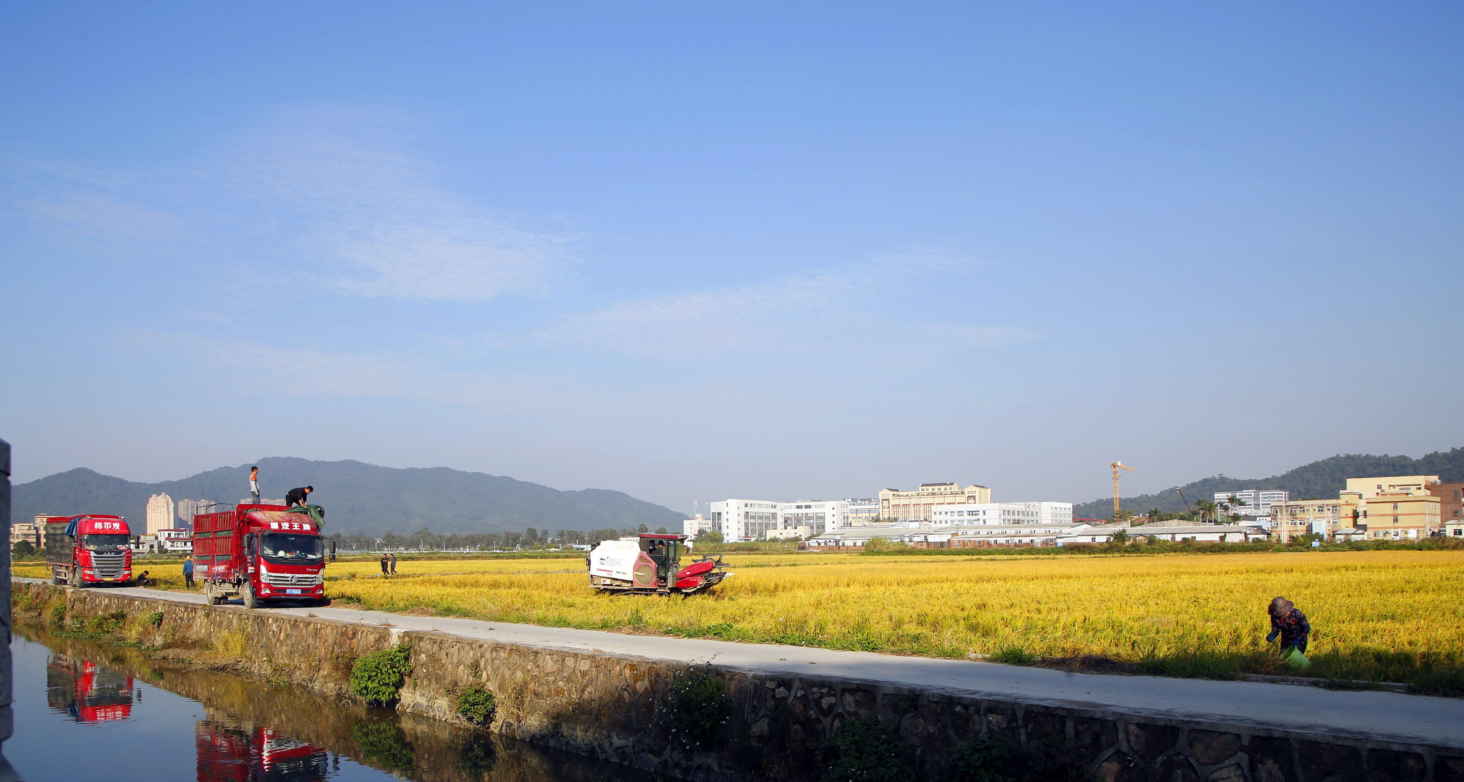 中山市三乡镇雍陌村垦造水田项目晚稻完成收割。冯建奎 摄