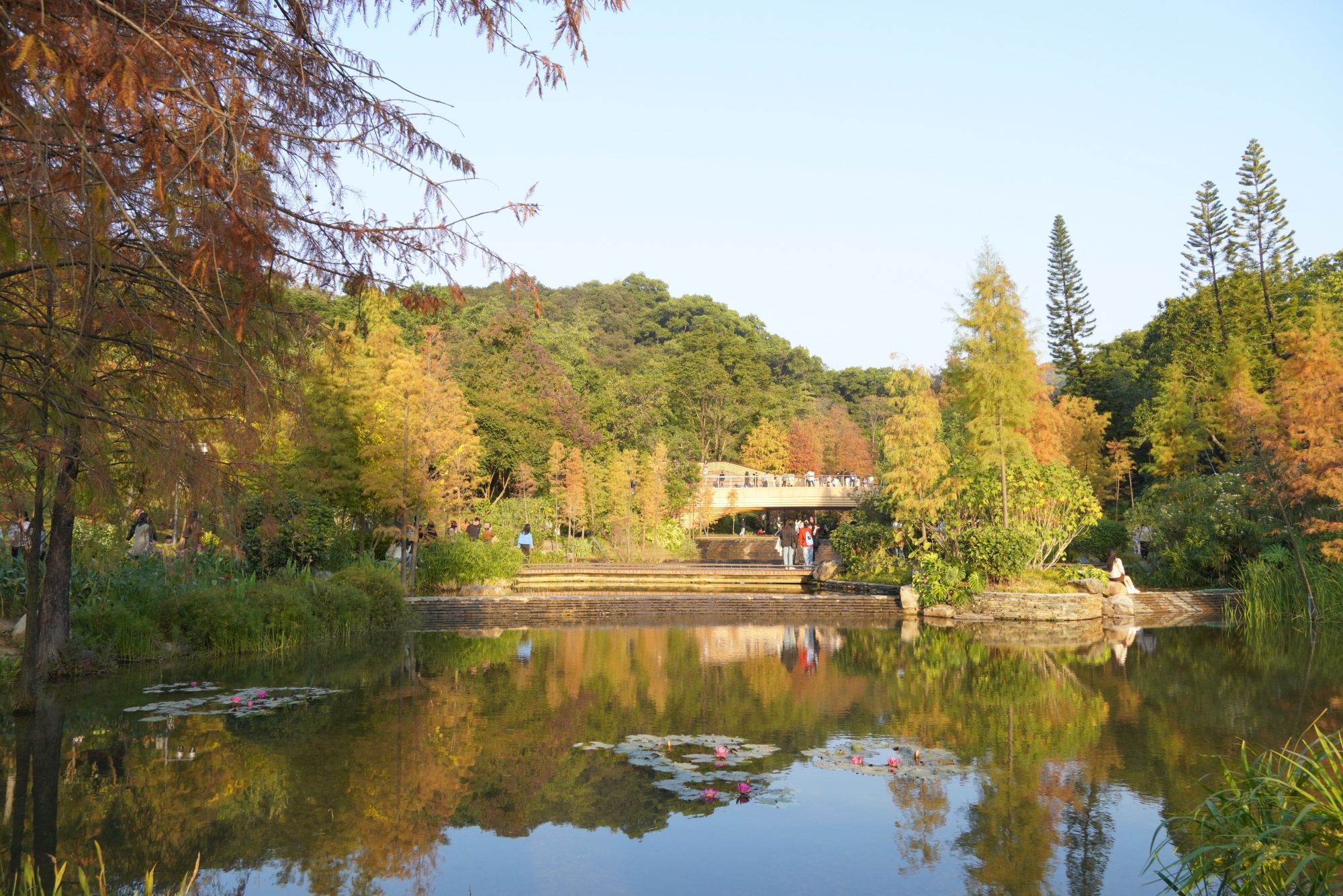 在廣州雲溪植物園，繽紛杉林倒映在湖面。人民網 王雅蝶攝