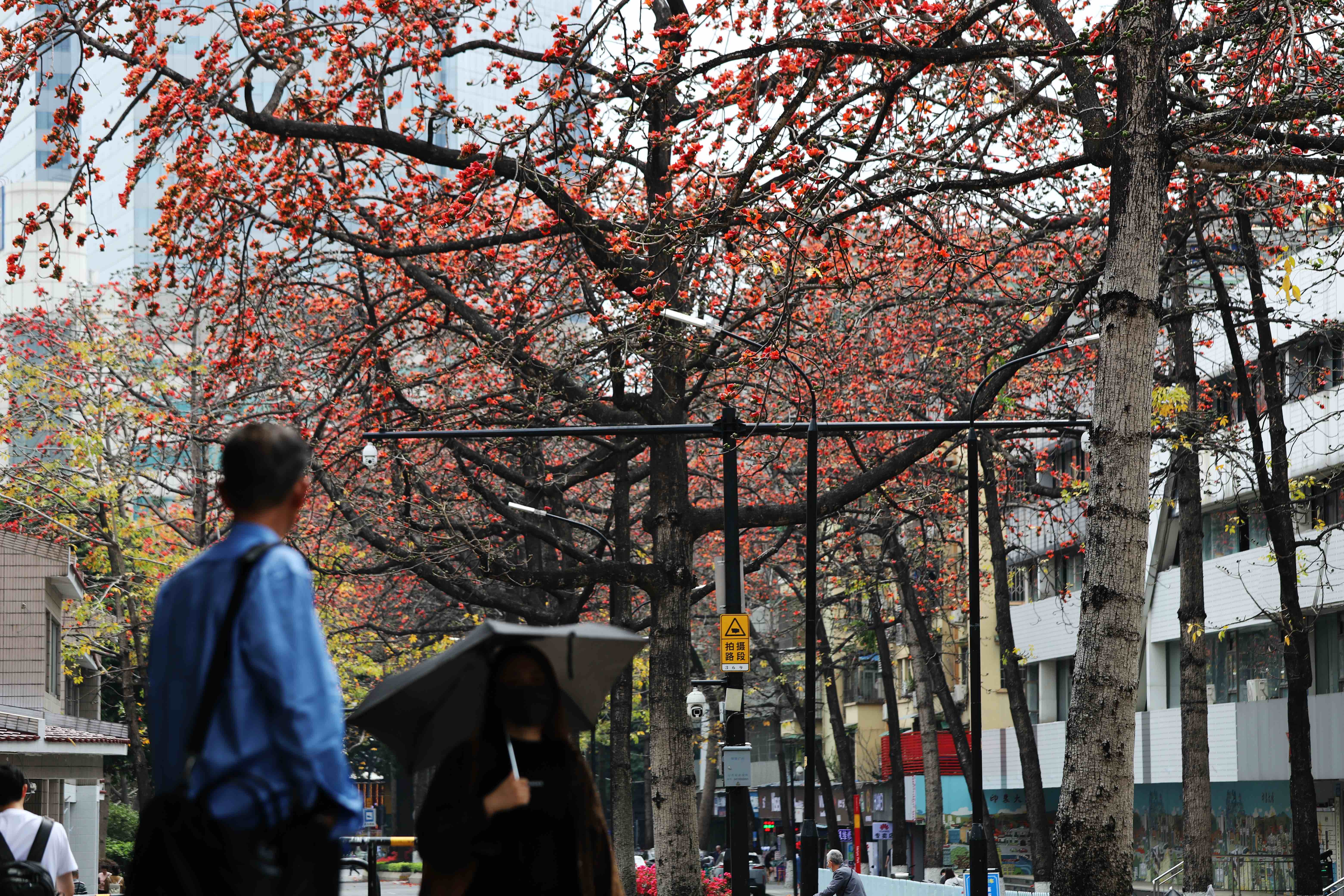 漫步在陵園西路，如同漫步在“紅色花廊”。人民網 何善福攝