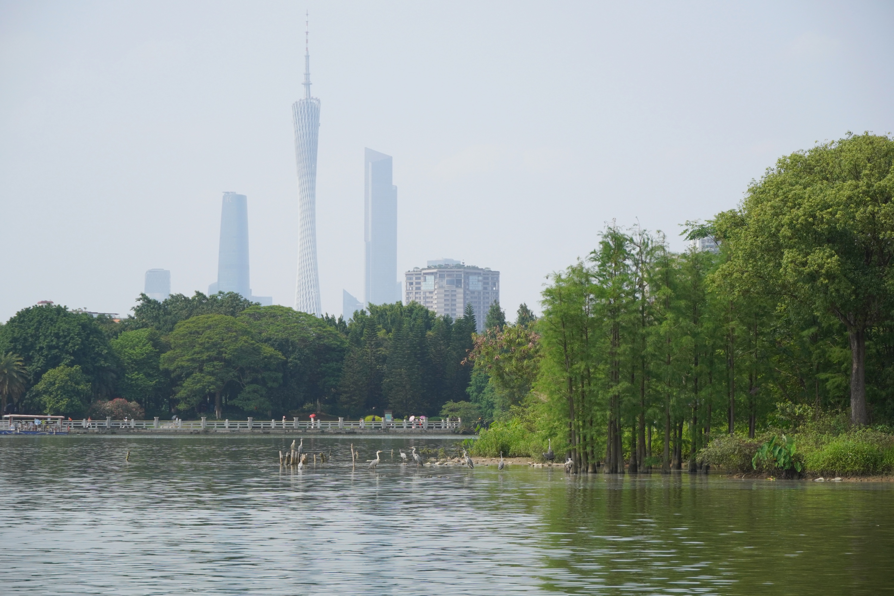 5月2日，在廣州海珠國家濕地公園，樂享時光的蒼鷺與遠處的廣州塔相映成趣。人民網 王雅蝶攝