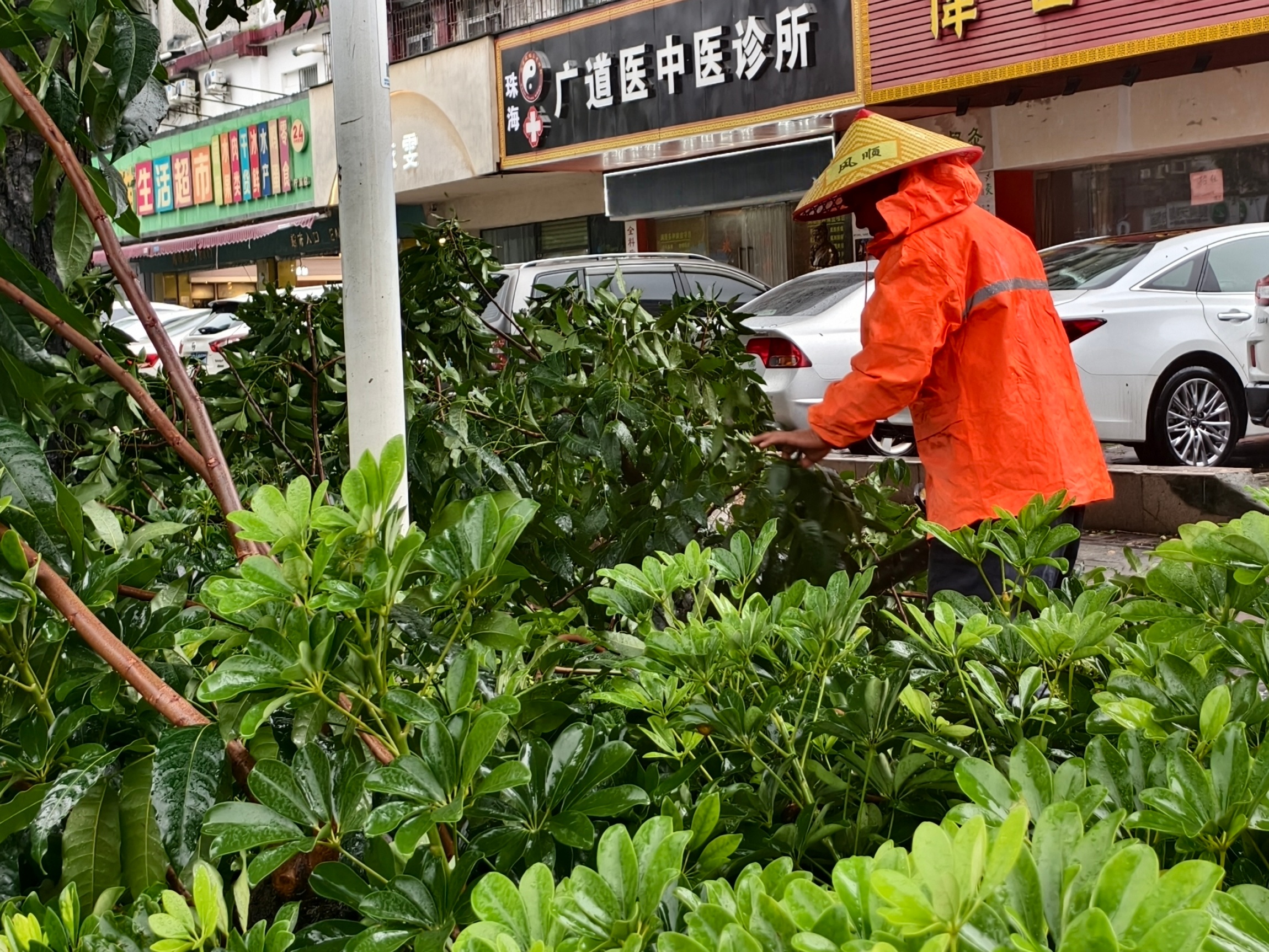 7月20日白天，珠海市城区，园林部门工作人员在雨中处理道路旁倒伏的树木。实习生 王鹏摄