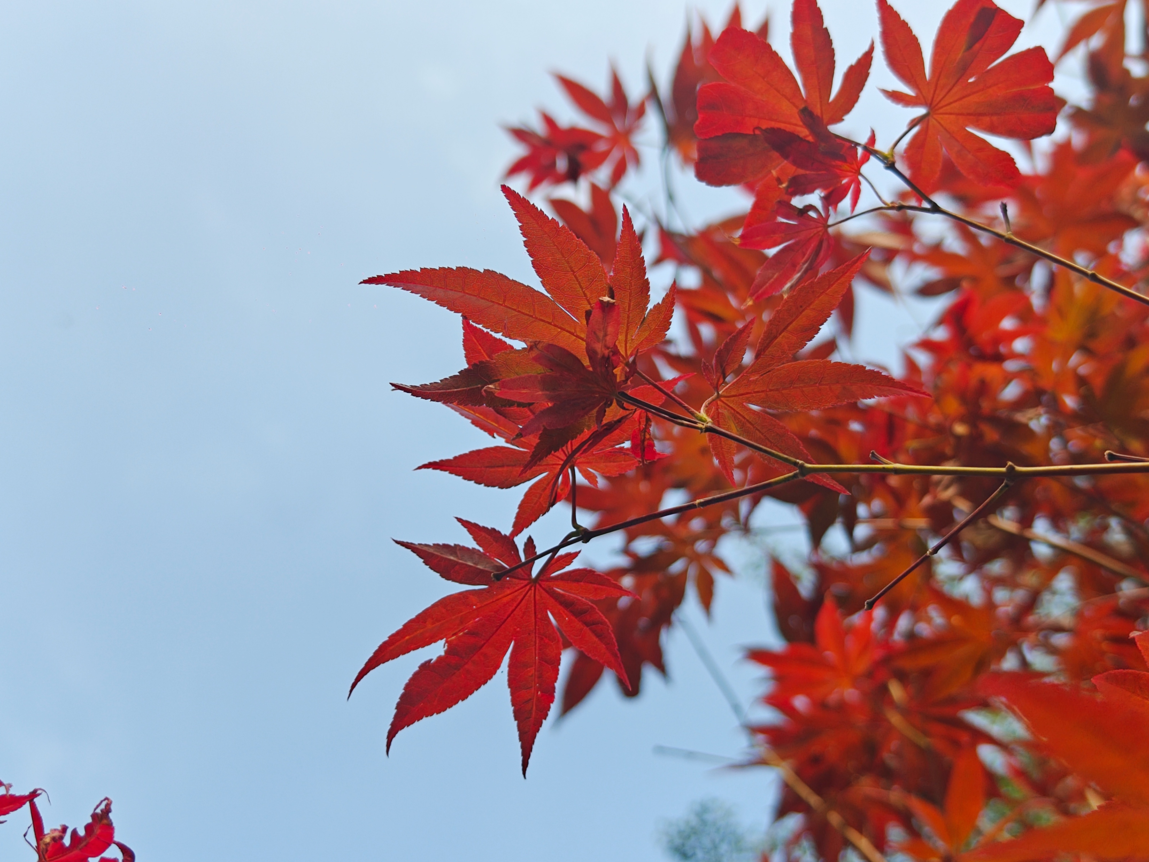 广州帽峰山景区，枫叶染红枝头，述说秋的情意。人民网 王雅蝶摄