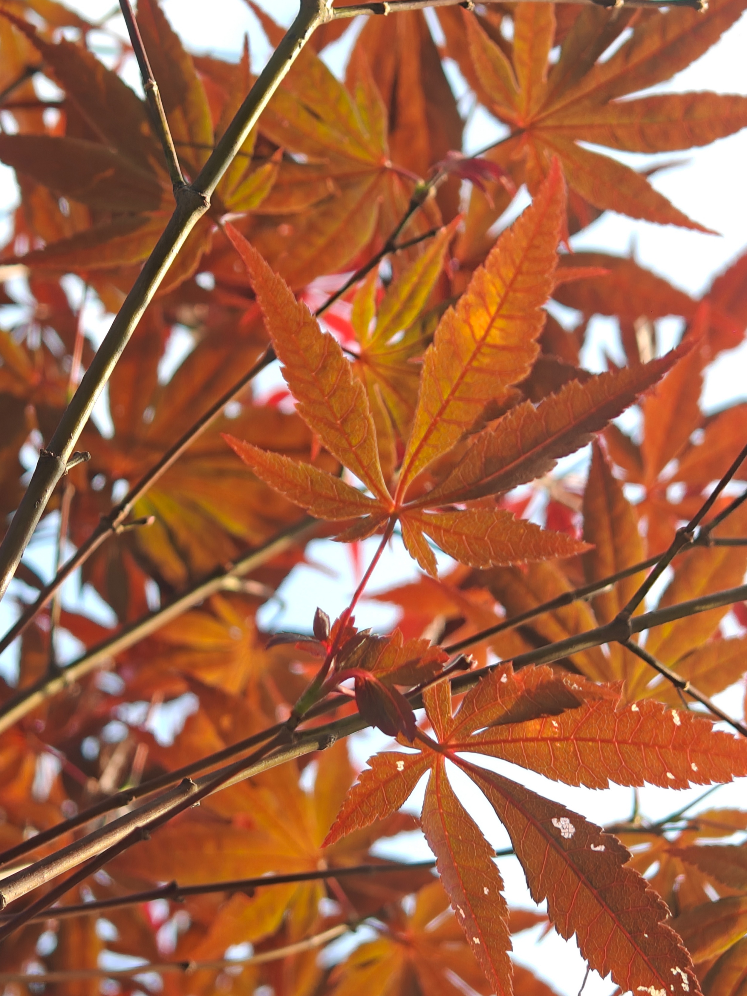 红枫叶形清秀别致，像是秋天寄来的明信片。人民网 王雅蝶摄