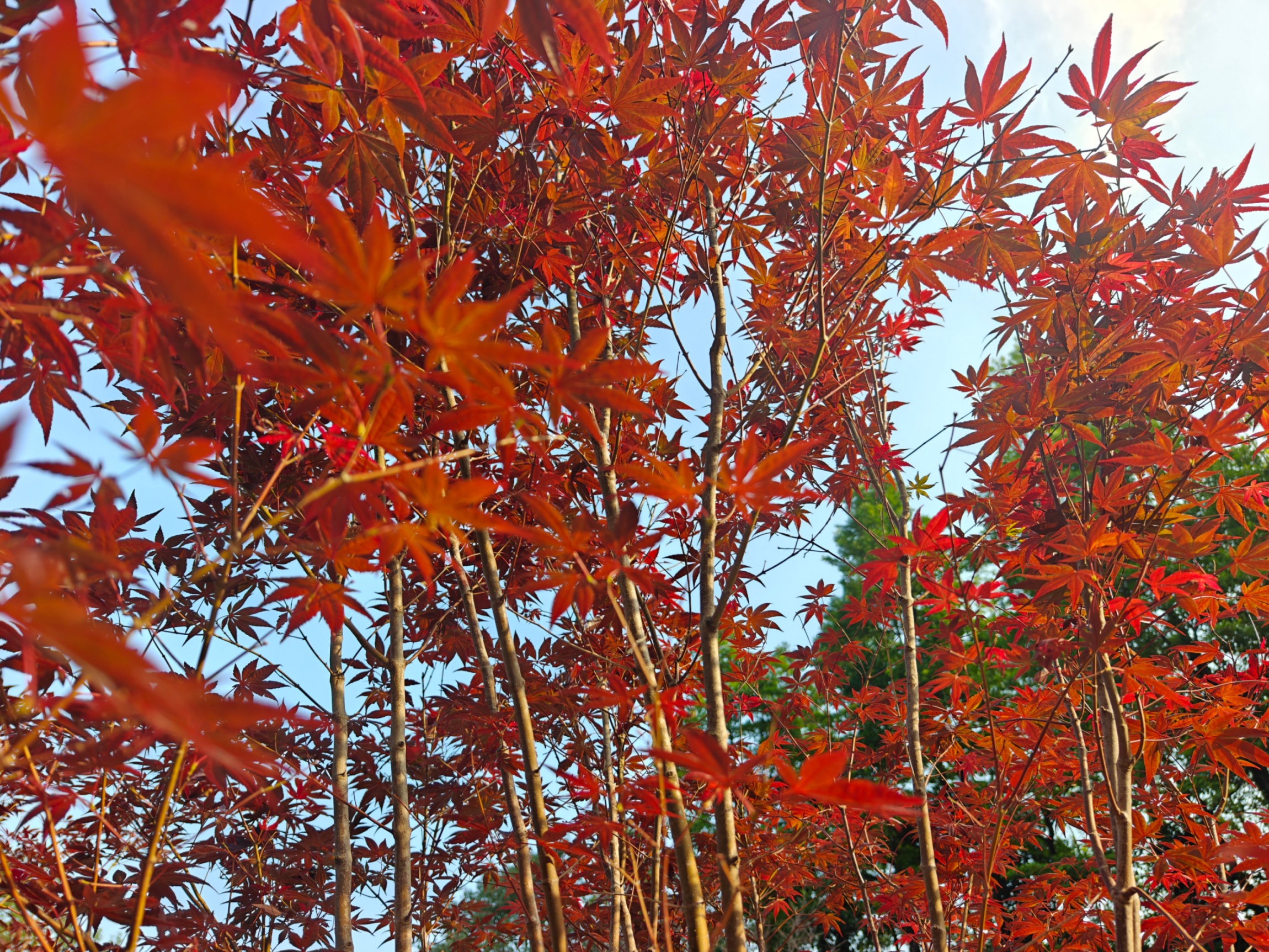 枫叶如火似霞，令人沉醉。人民网 王雅蝶摄