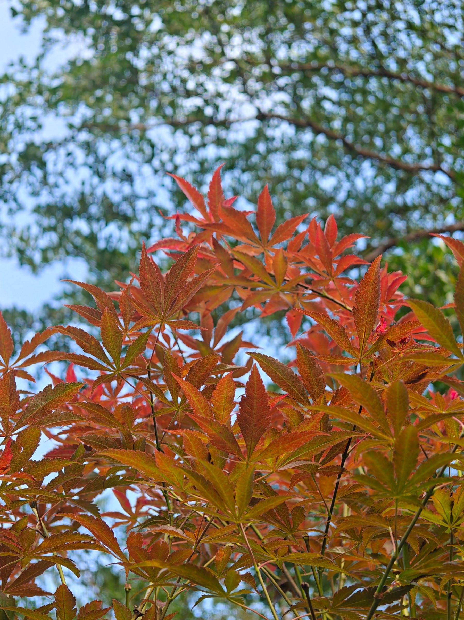 光影在林间作画，为红枫镀上一层金色。人民网 王雅蝶摄