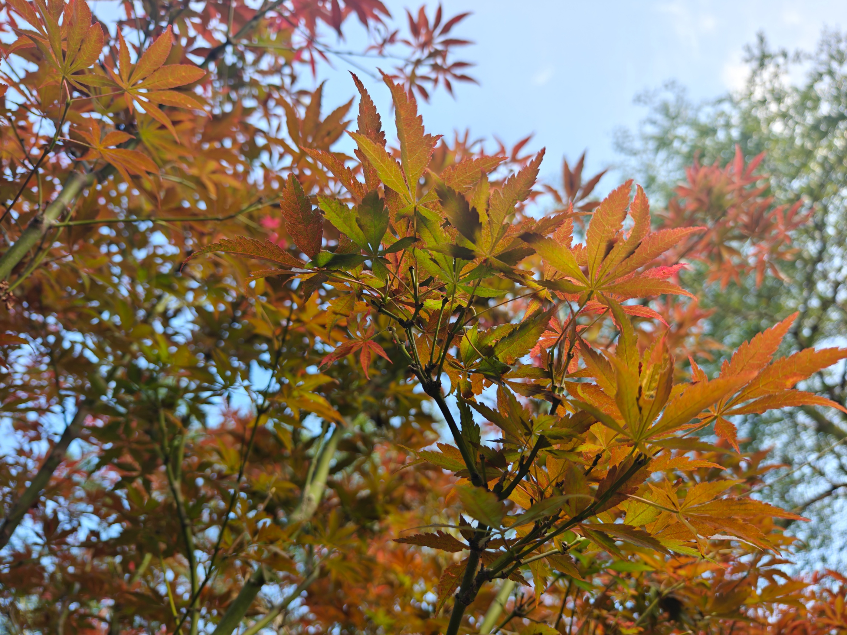 各色枫叶交织，与天空相映成趣。人民网 王雅蝶摄