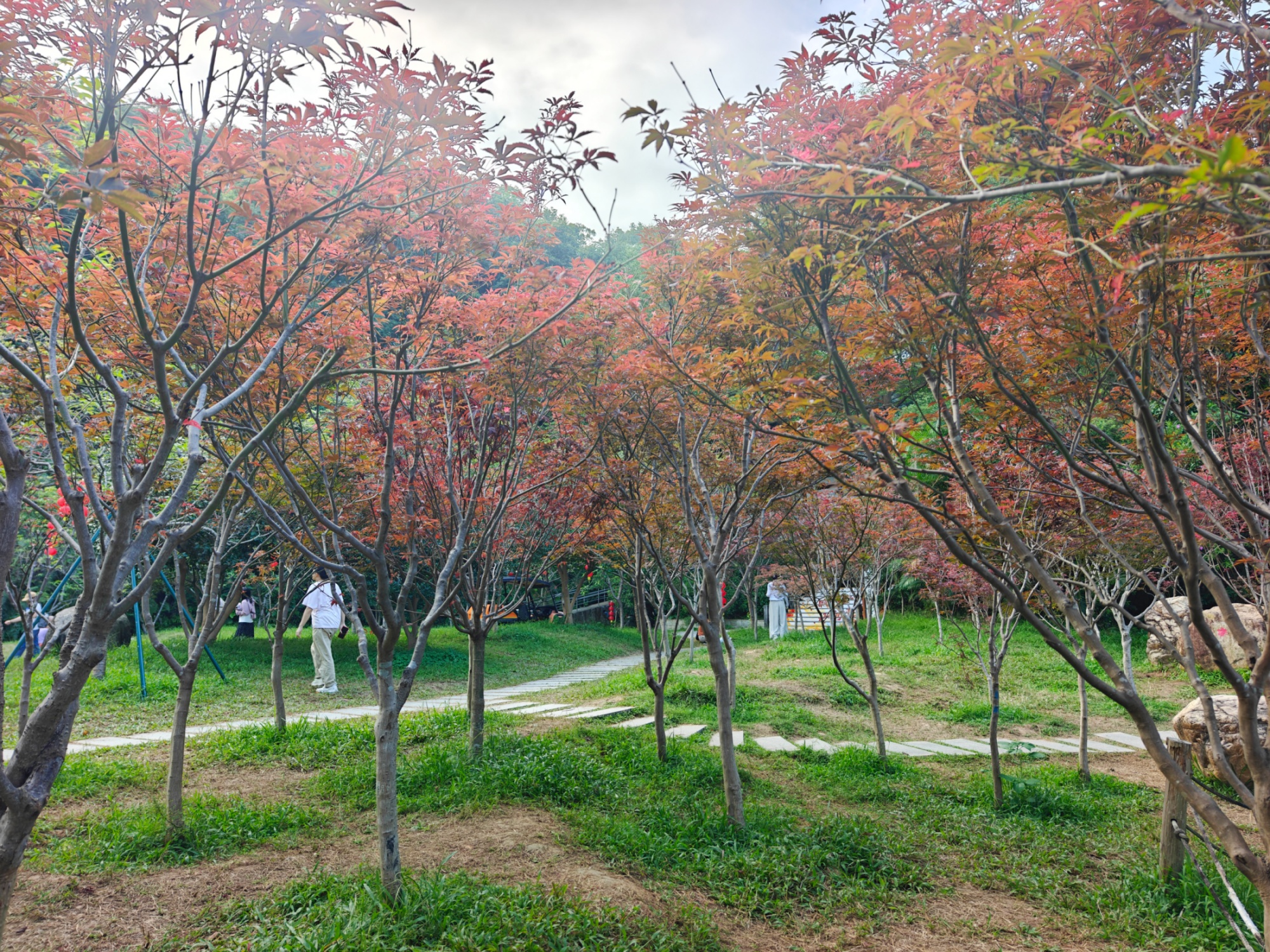 帽峰山红枫品种主要为鸡爪槭，枝条光滑细长，树高2至4米。人民网 王雅蝶摄