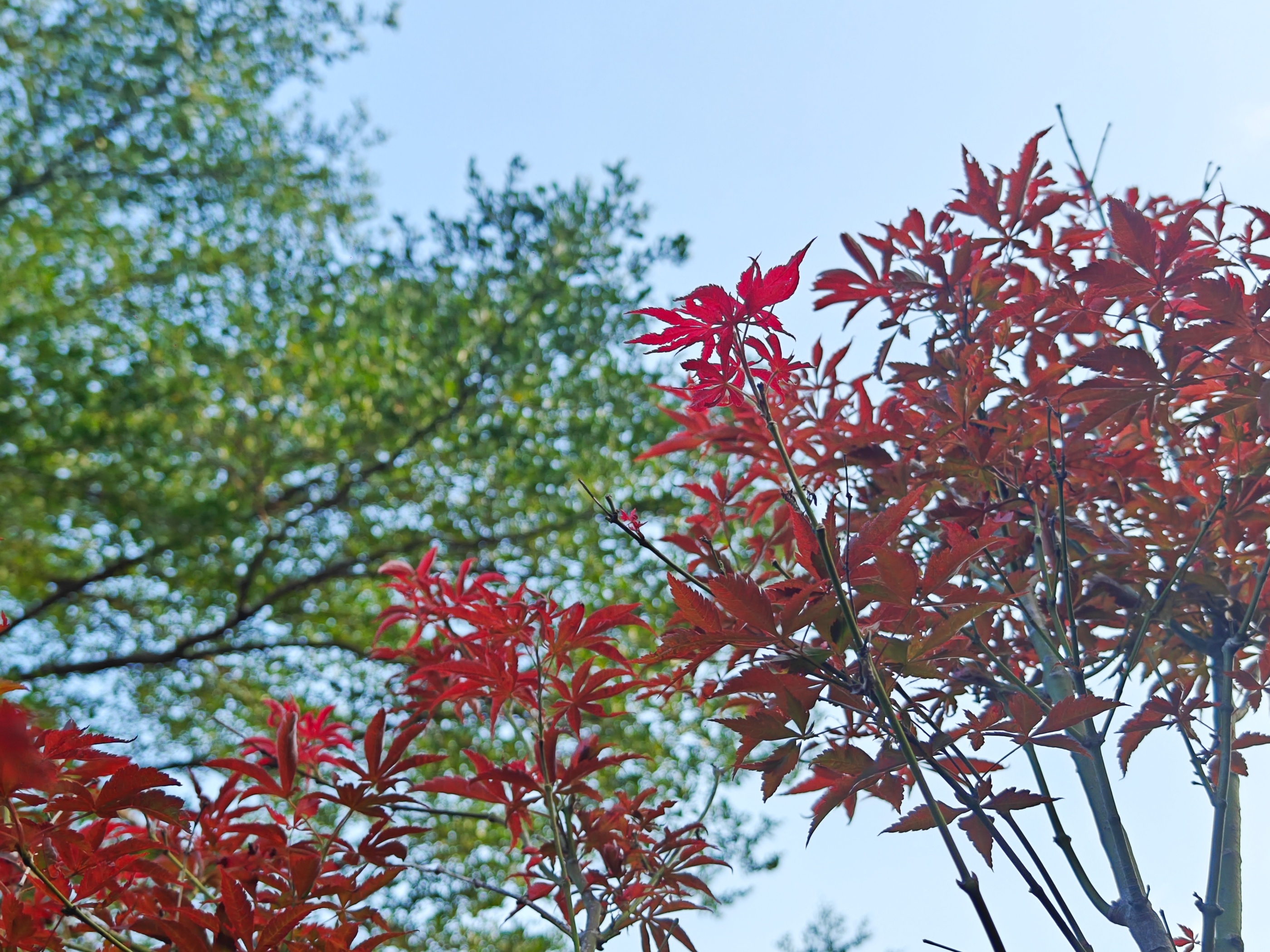 抬头仰望，红绿相间，一幅多彩秋天画卷在眼前展开。人民网 王雅蝶摄