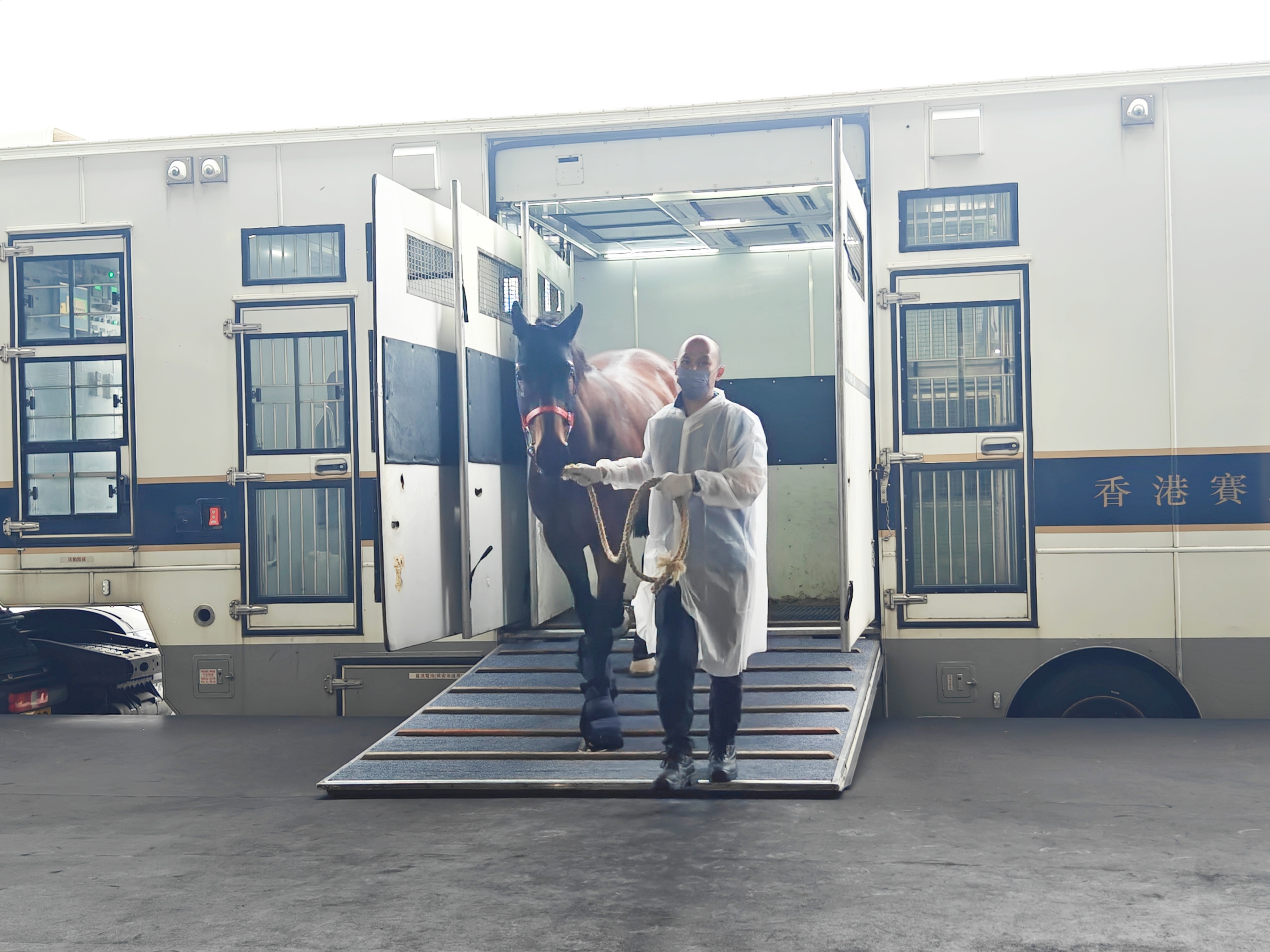 图为跨越约230公里，来自香港沙田马场的赛马抵达广州从化马场。人民网记者 王雅蝶摄
