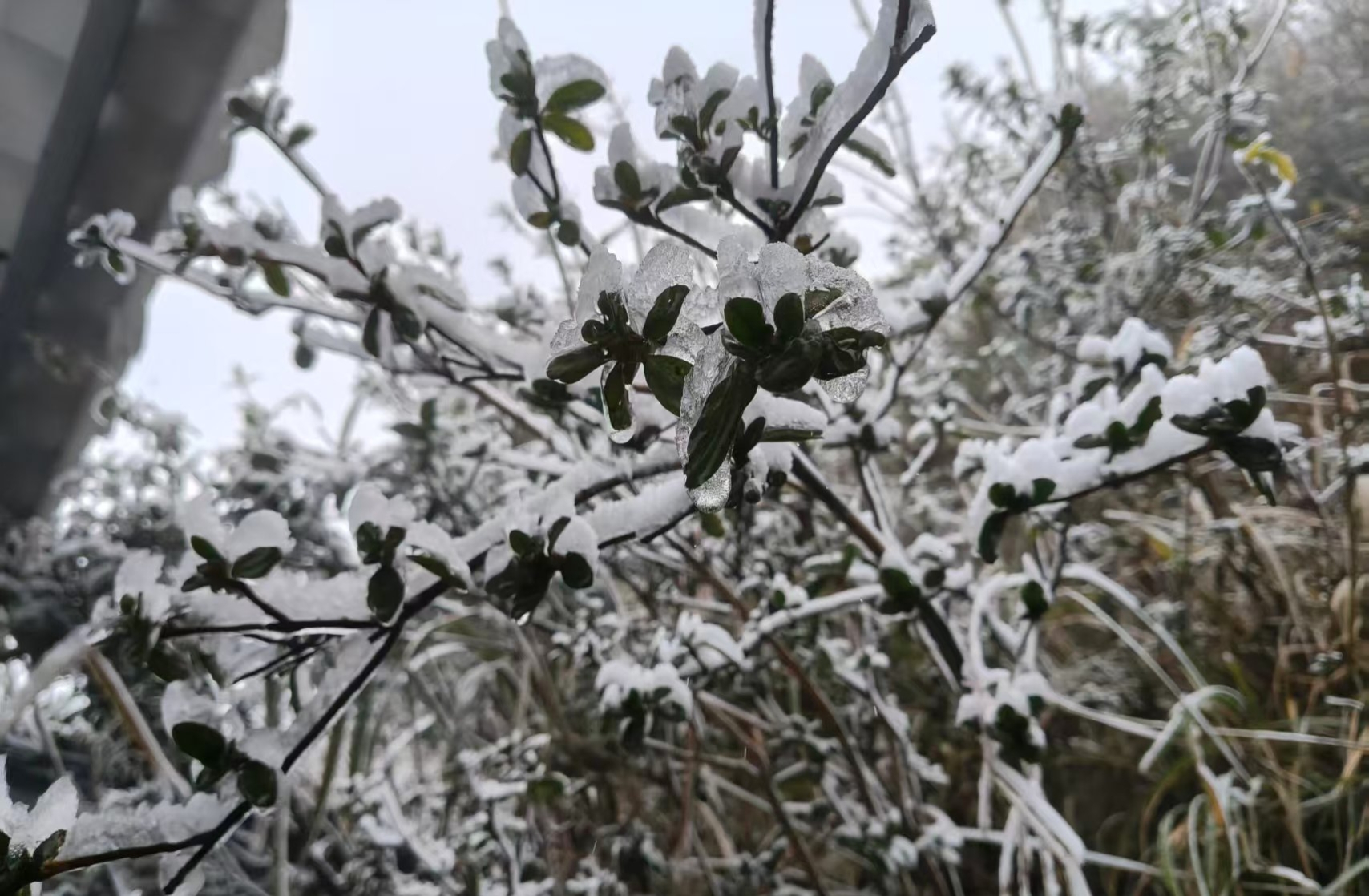 11月18日上午，清远连山壮族瑶族自治县金子山出现入秋后首场雾凇冰挂。金子山景区供图