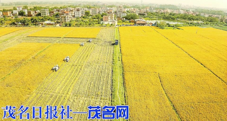 金塘镇“基层党组织+农户+龙头企业+”合作模式，让撂荒地变成丰收地。黄林明摄