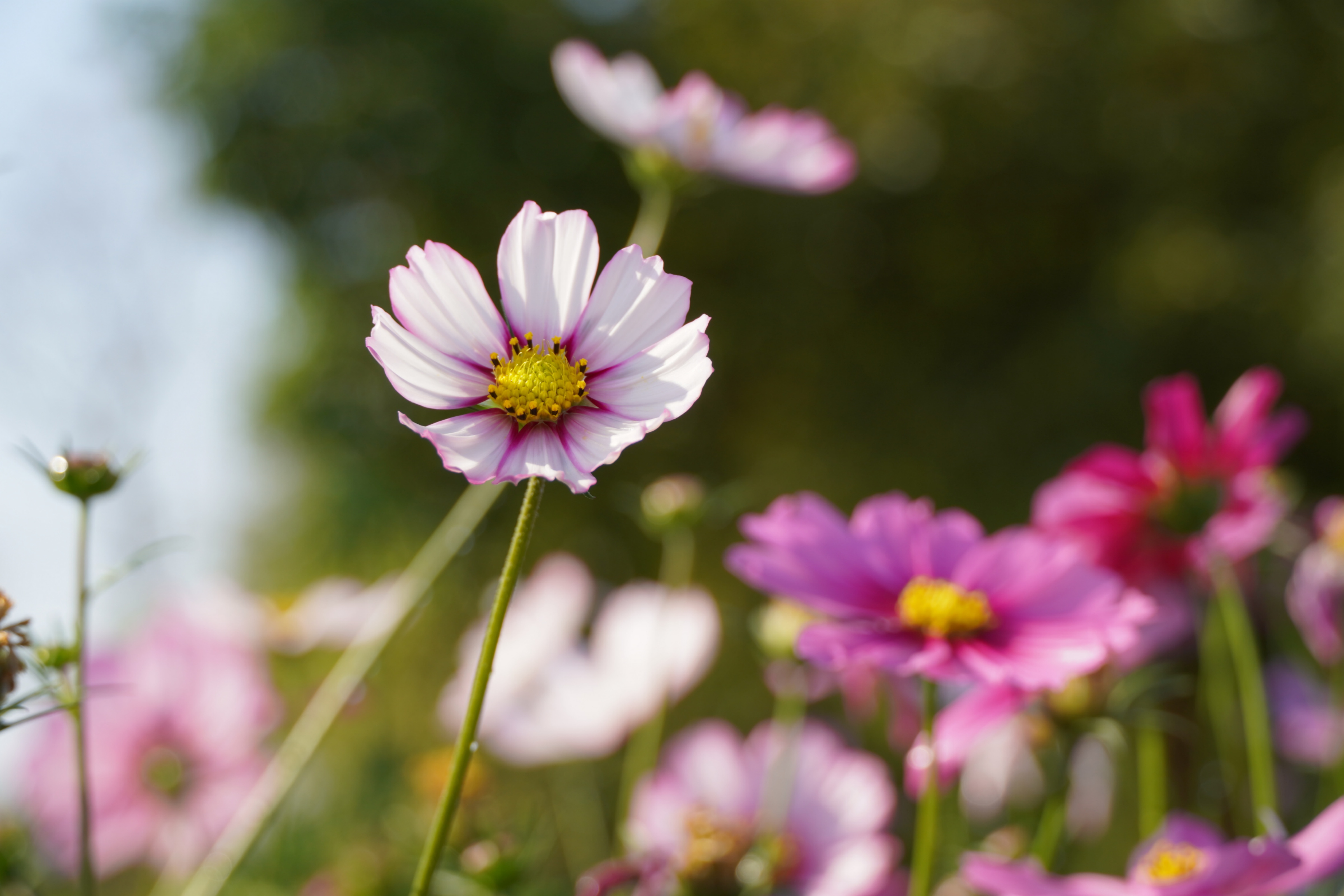 廣州海珠濕地，波斯菊綻放。人民網記者 王雅蝶攝