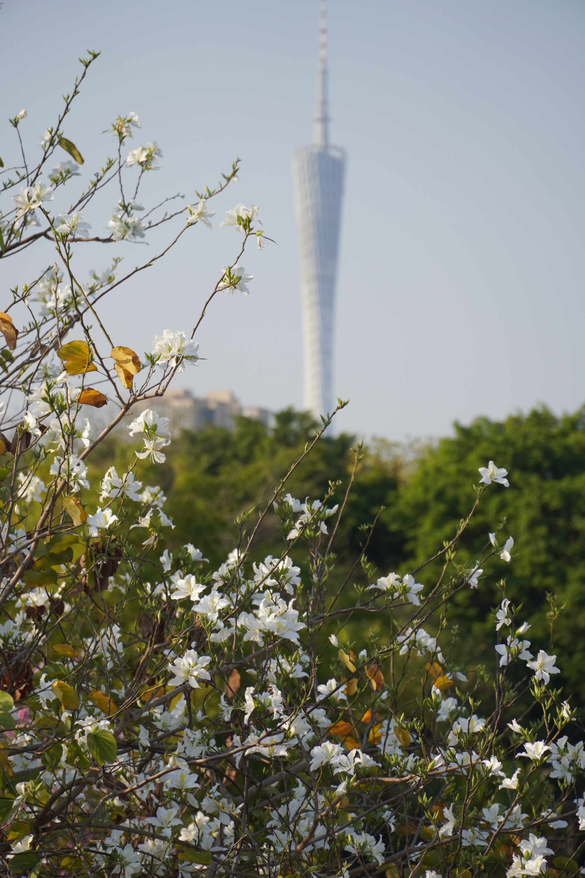 廣州海珠濕地，宮粉紫荊與廣州塔“同框”。人民網記者 王雅蝶攝