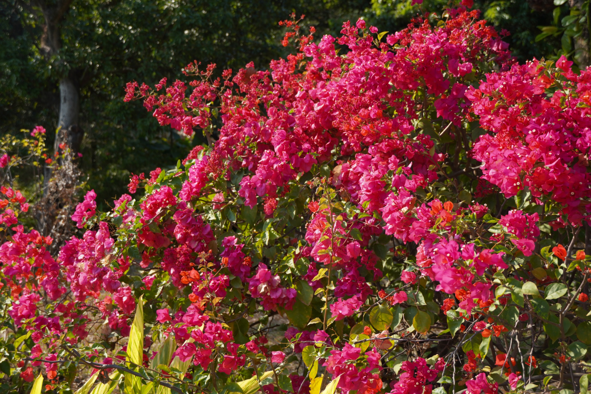 廣州海珠濕地，三角梅盛開。人民網記者 王雅蝶攝