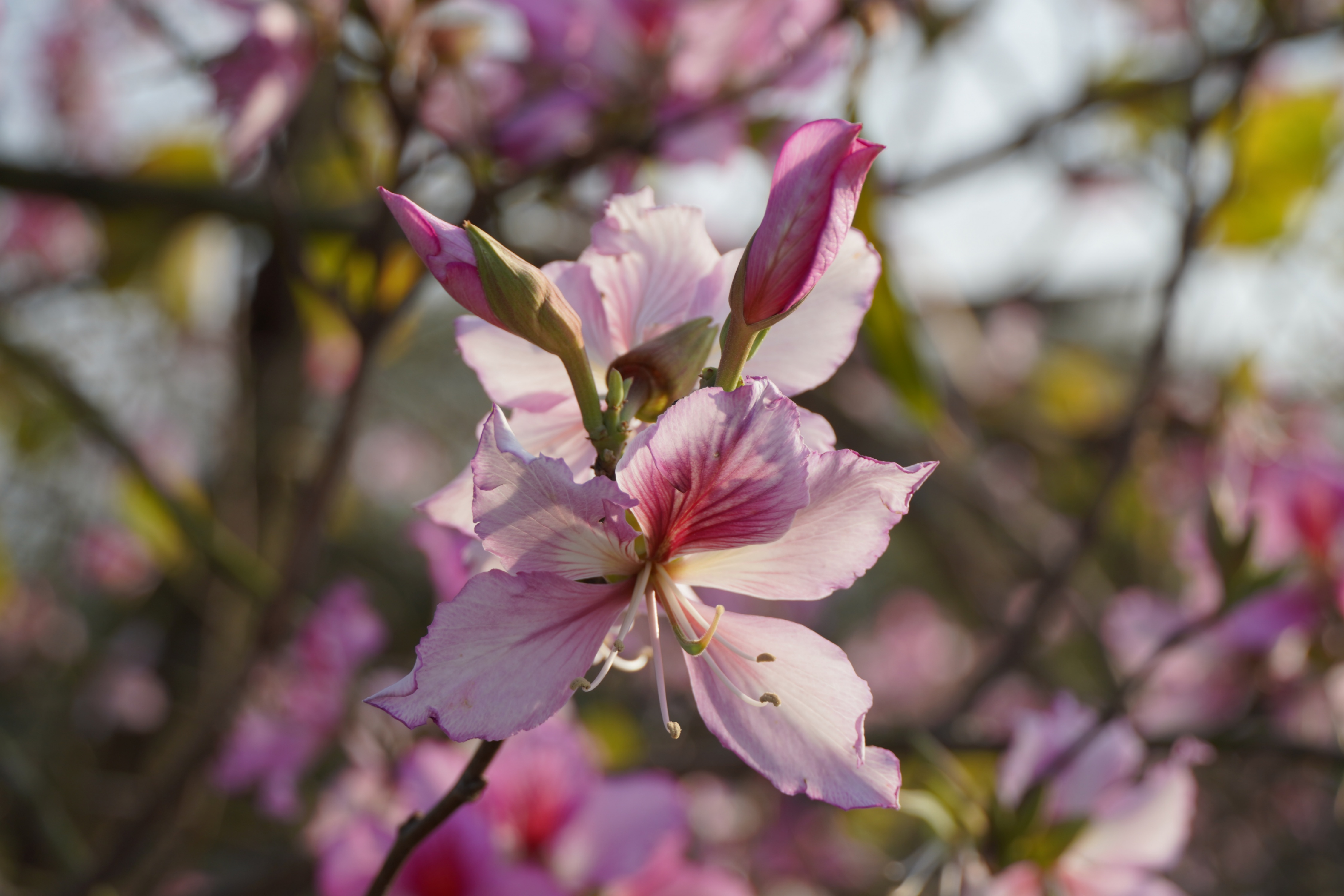 廣州海珠濕地，宮粉紫荊漸次綻放。人民網記者 王雅蝶攝
