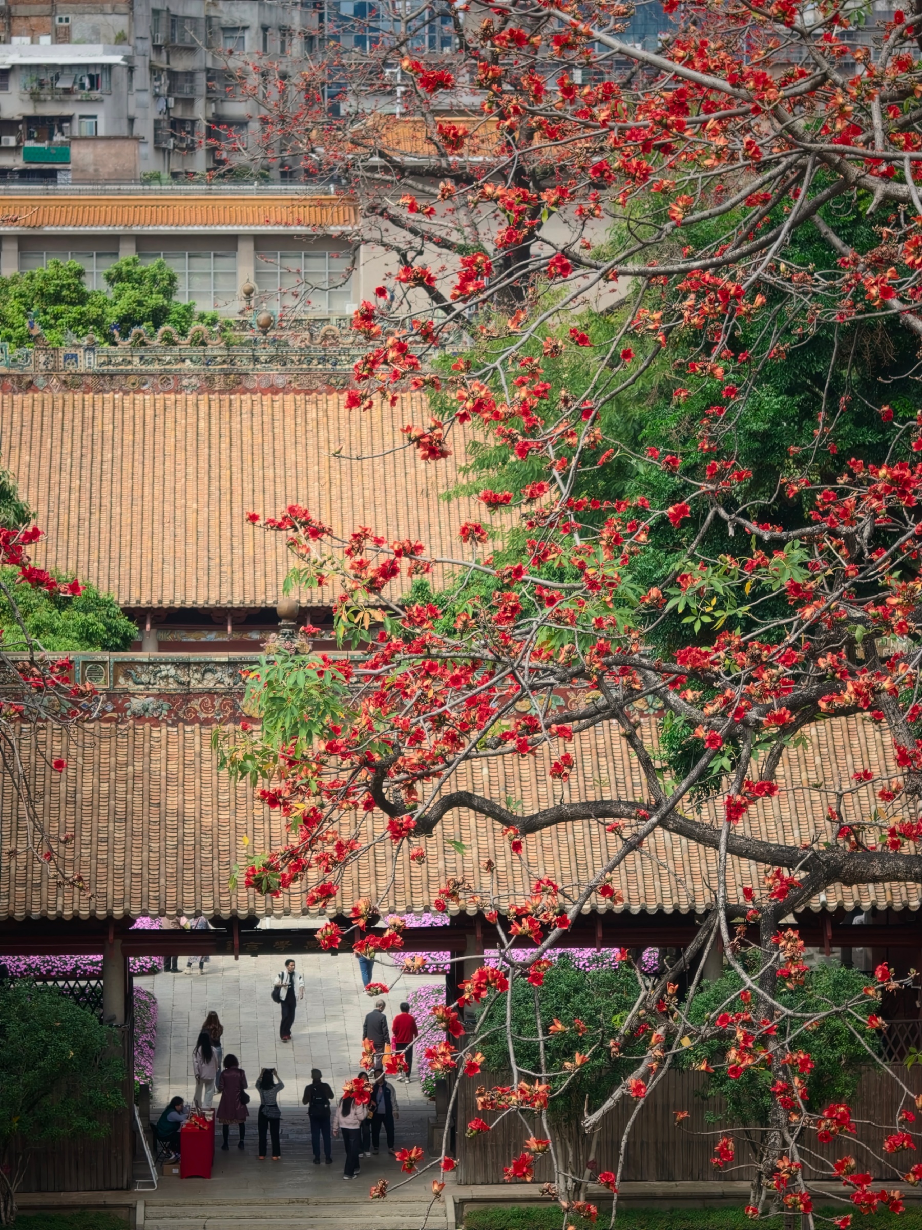 木棉花紅如火炬，與農講所紀念館紅牆黃瓦交相輝映。人民網記者 王雅蝶攝