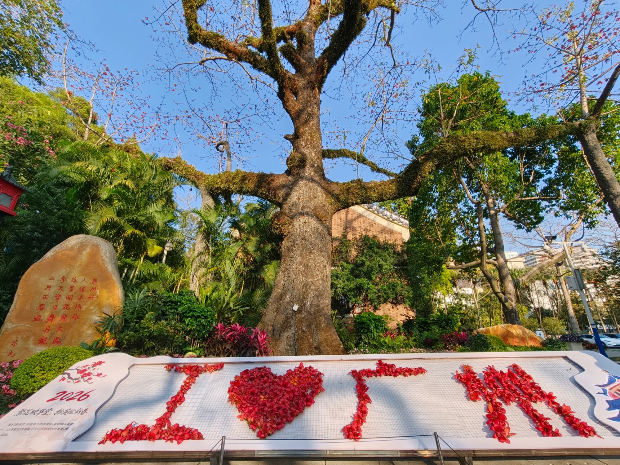 在中山紀念堂東北角，357歲的“木棉王”的花朵組成“我愛廣州”標語。人民網記者 王雅蝶攝