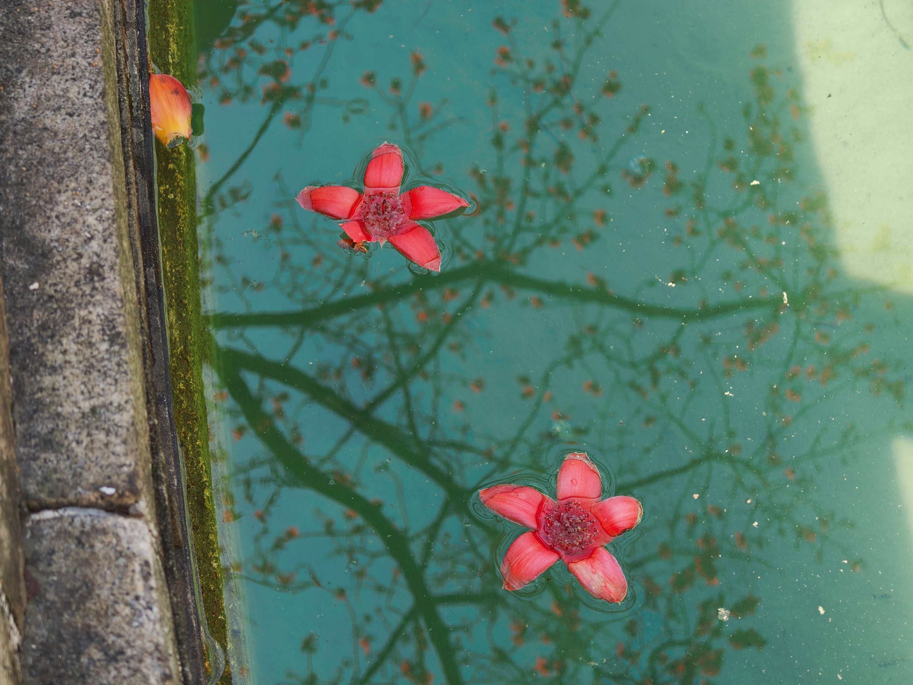在農講所紀念館泮池，木棉倒影與池中的木棉花相映襯，別有韻味。人民網記者 王雅蝶攝