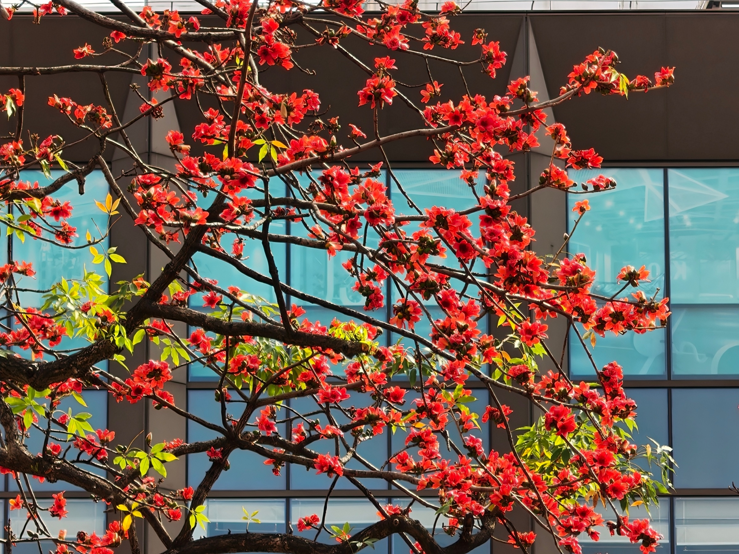 在廣州市越秀區街頭，木棉花盛放。人民網記者 王雅蝶攝