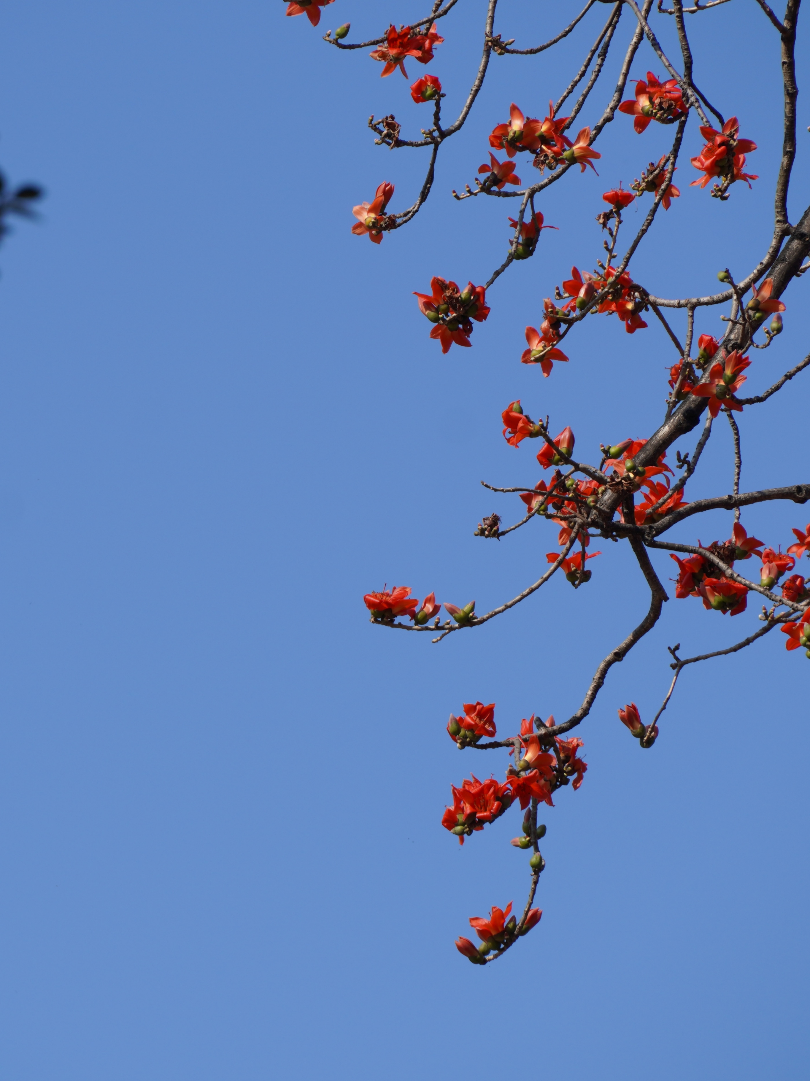 春和景明，木棉花如約盛放。實習生 蘭航宇攝