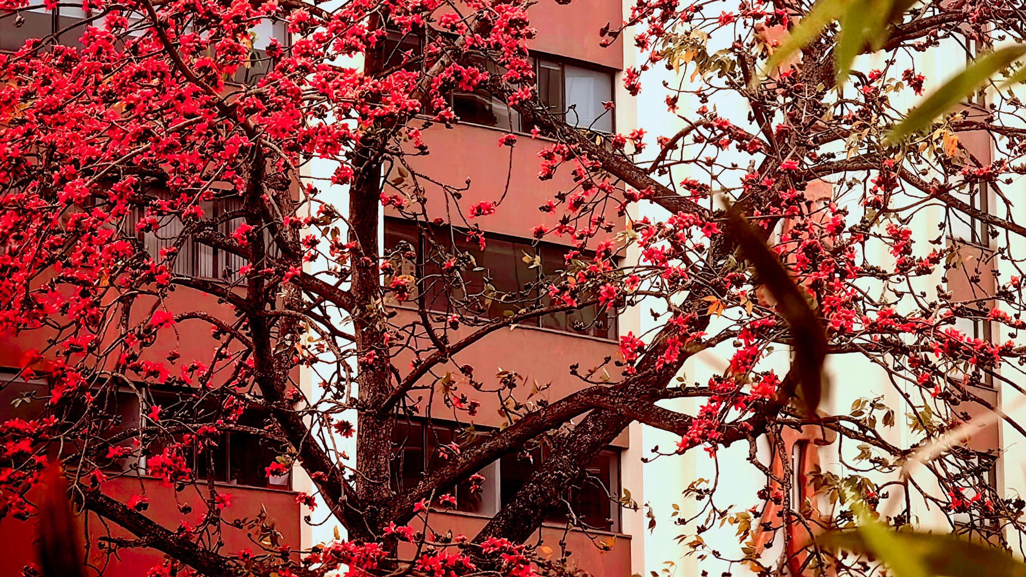 在廣州市越秀公園，木棉花紅艷似火。人民網 涂勝攝