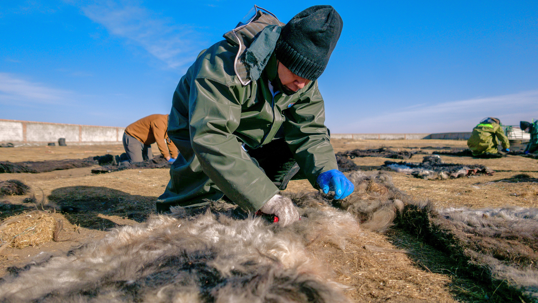 玛祖铭立团队给牦牛皮剪毛。受访者供图