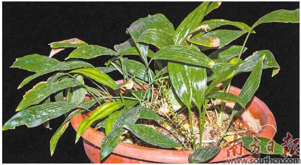 處於盛花期的大霧嶺球子草植株。科研團隊供圖