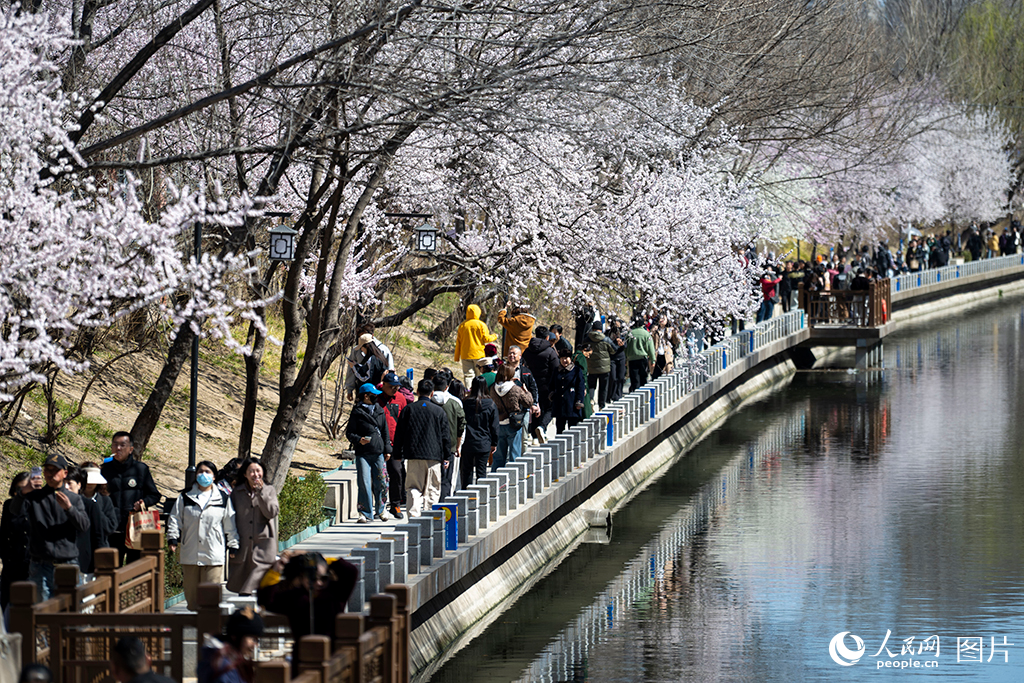 2026年3月18日，北京朝阳区十里堡二道沟河畔的山桃花竞相绽放，“水映桃花”的景致吸引众多市民游客前来赏花打卡。人民网记者 翁奇羽摄