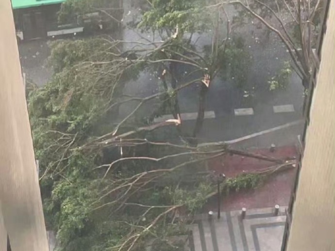 2026年3月29日,广东佛山,强雷雨大风来袭,导致树木倒伏。图片来源:广东天气官方微博