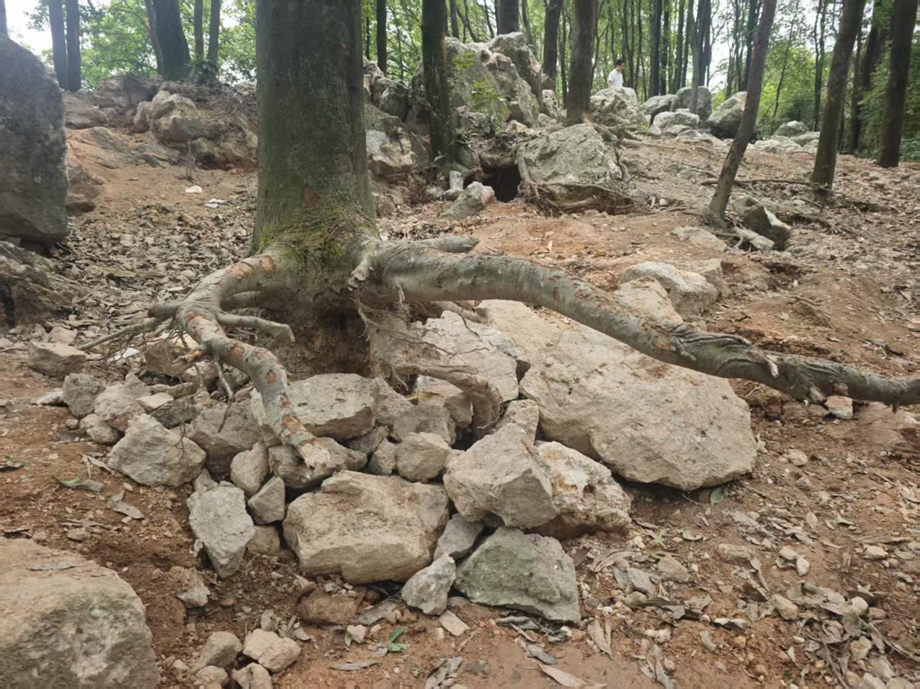 受“采石挖矿”影响，暹岗大山部分树根裸露、地表出现孔洞。受访者供图