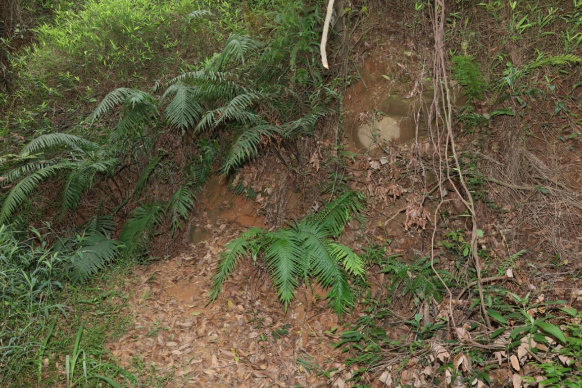 工作人员开展回填复绿效果。受访者供图