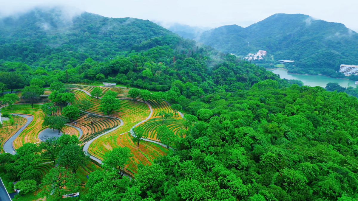 岭头茶园。方俊豪摄