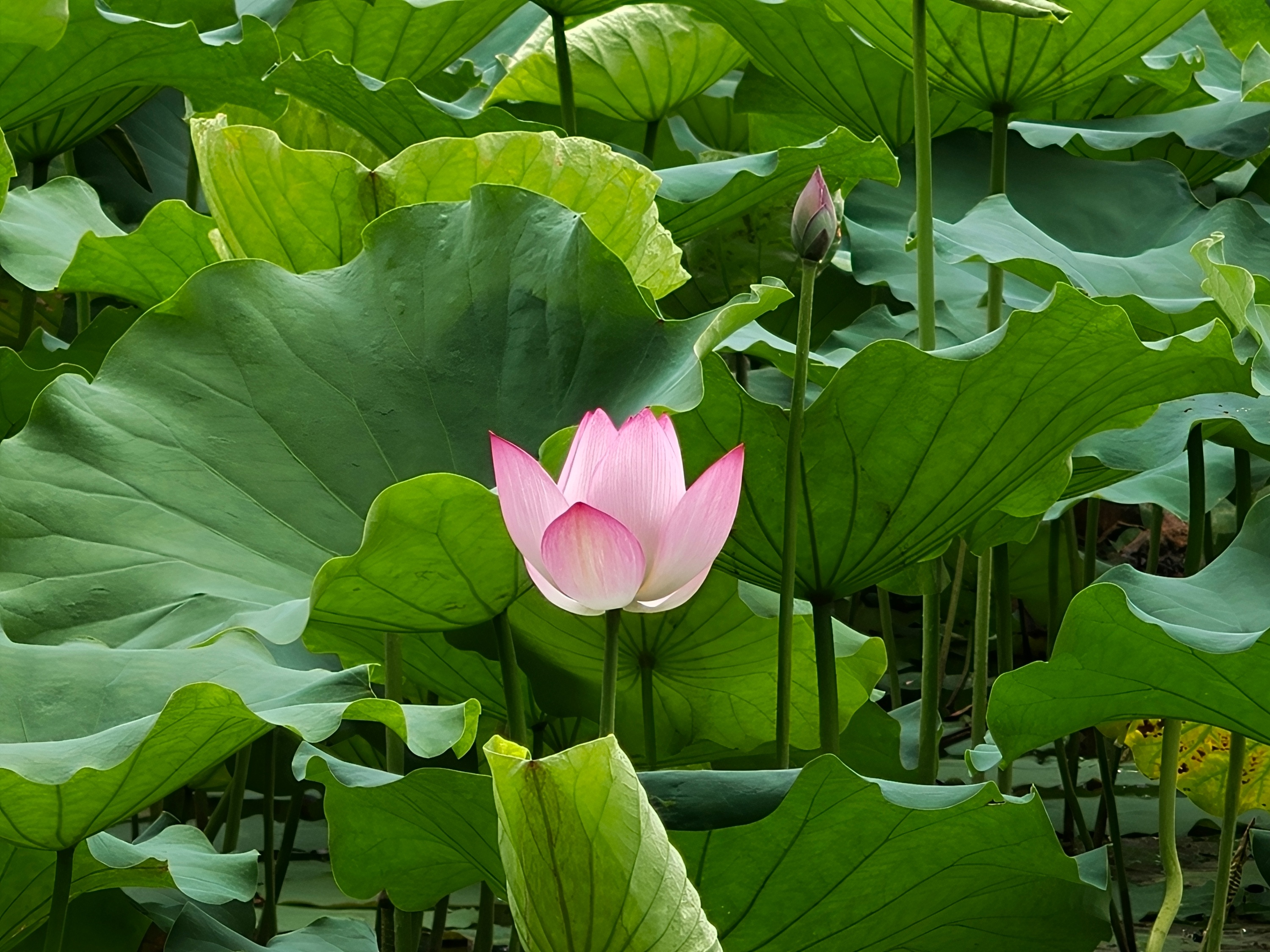 阳光下，荷花绽放，优雅动人。人民网记者 王雅蝶摄